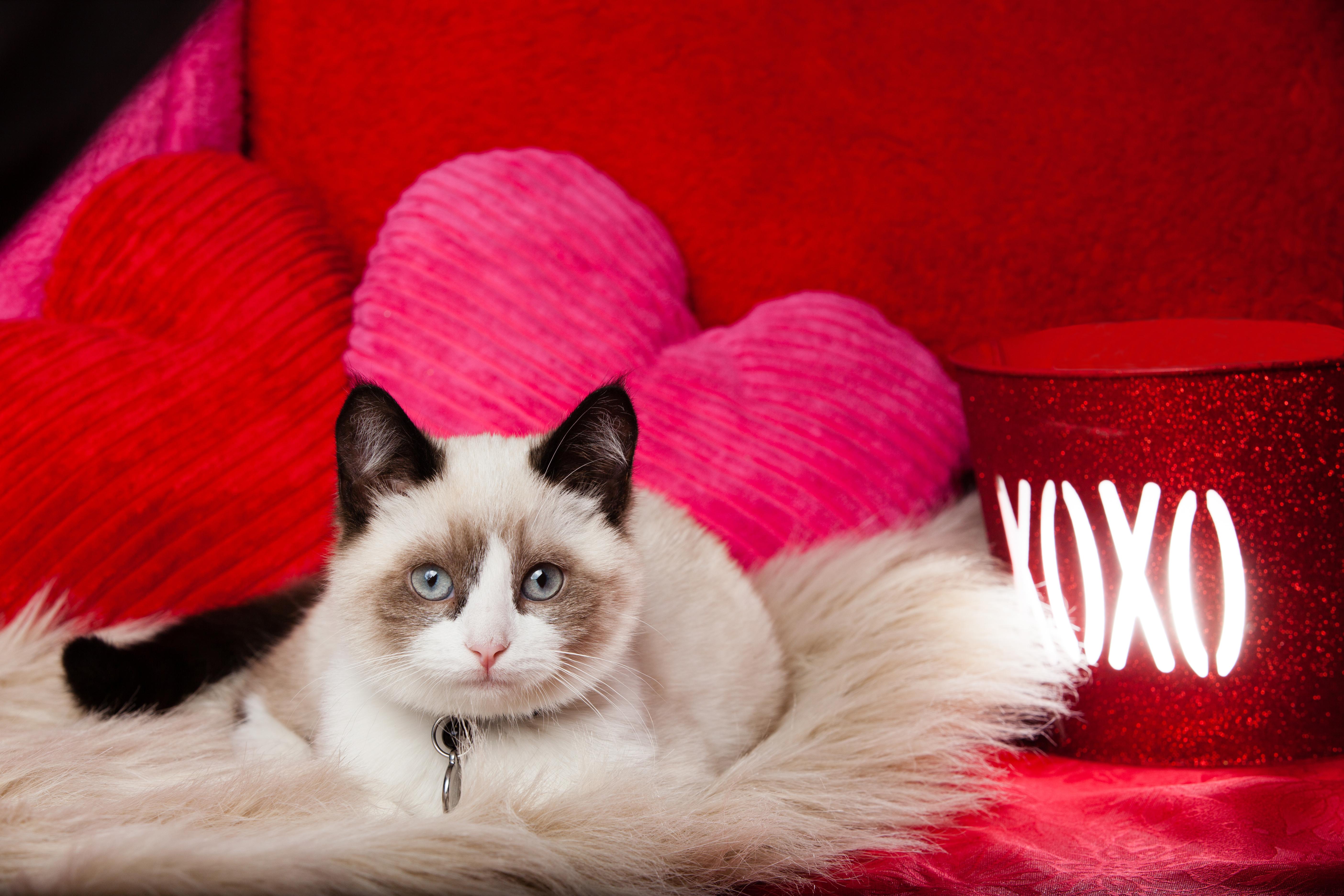 Free download Valentines Day Cat [5616x3744] for your Desktop