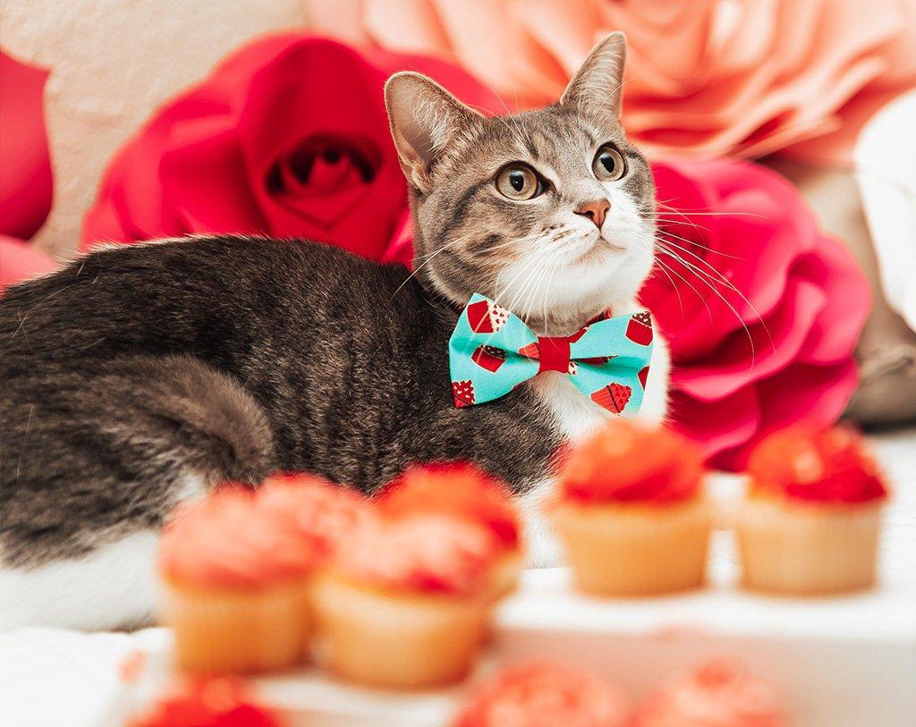 Pets World Heaven: Cats Valentine special