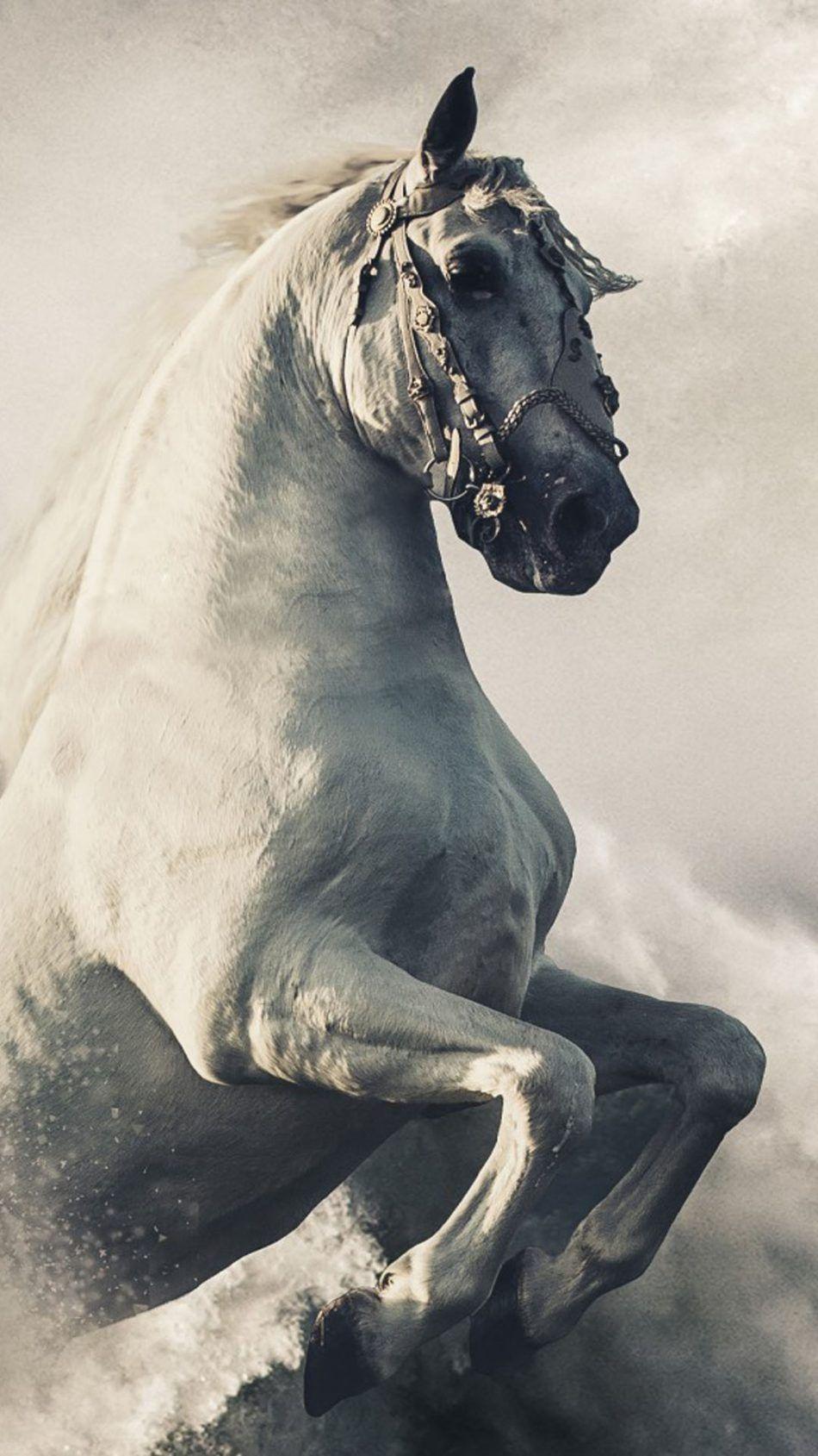 white horse hd wallpaper for mobile