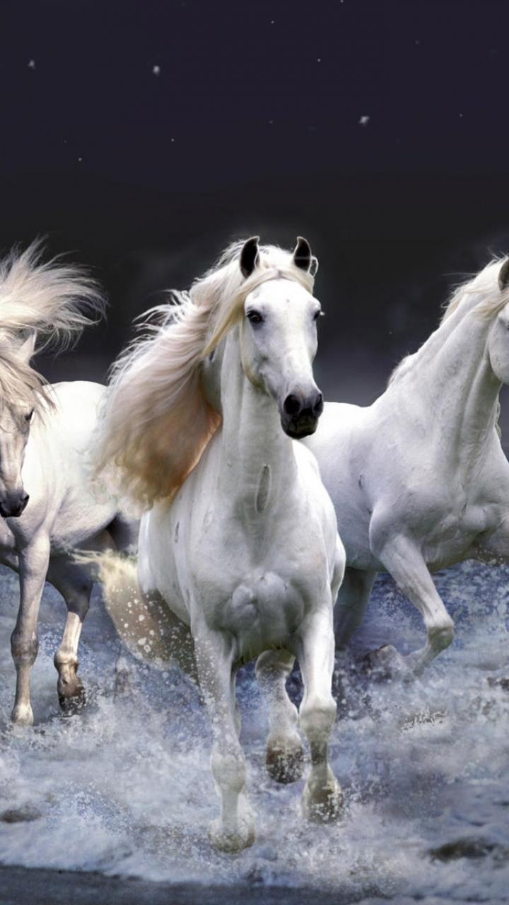 Wallpaper White Horse Running, HD Wallpaper