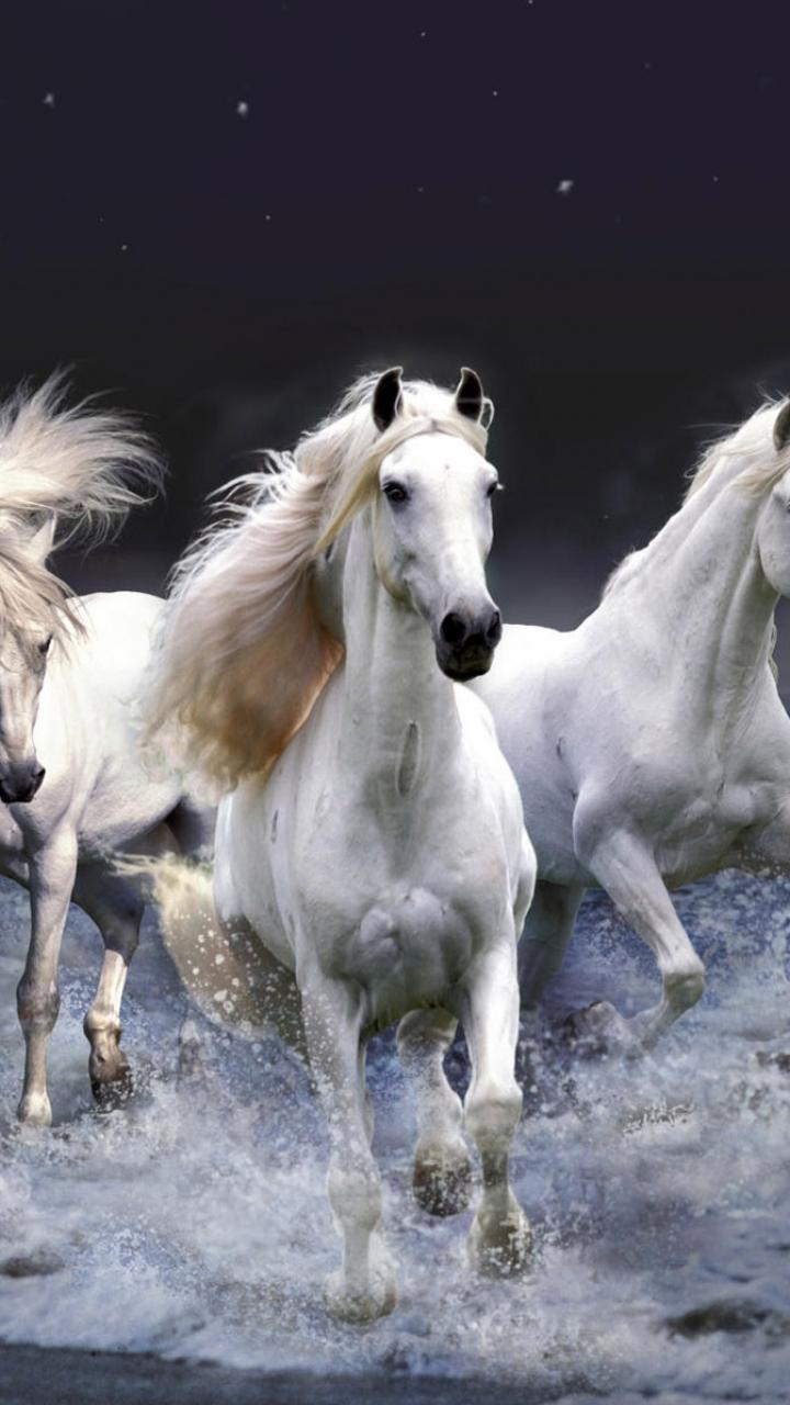 Running Horse Mobile HD Wallpapers - Wallpaper Cave