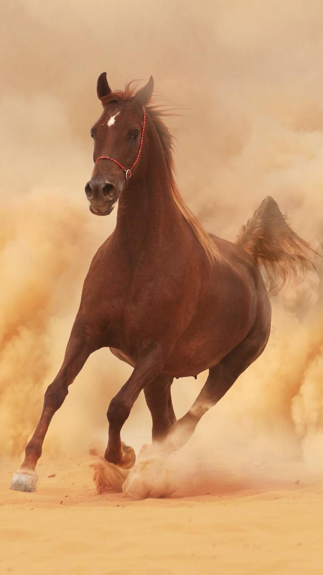 Running horse mobile Wallpapers Download | MobCup