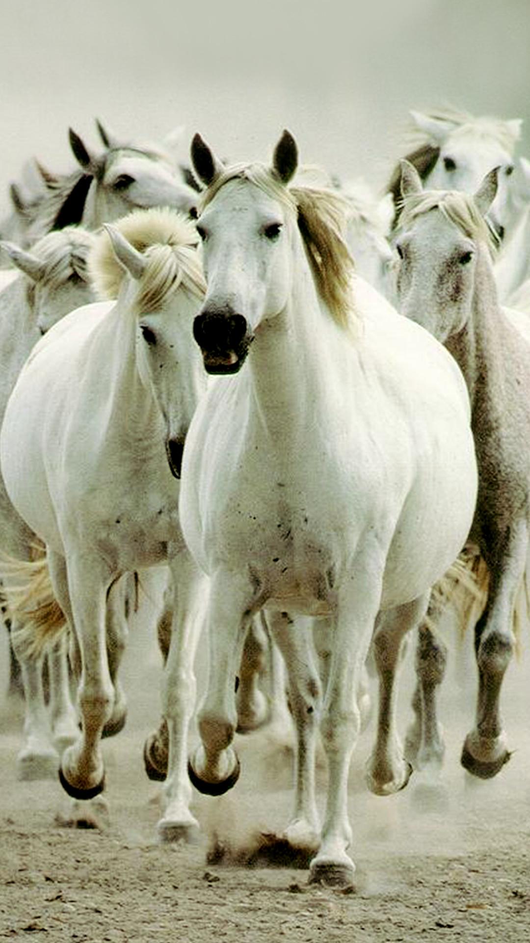 7 white horse wallpaper for mobile