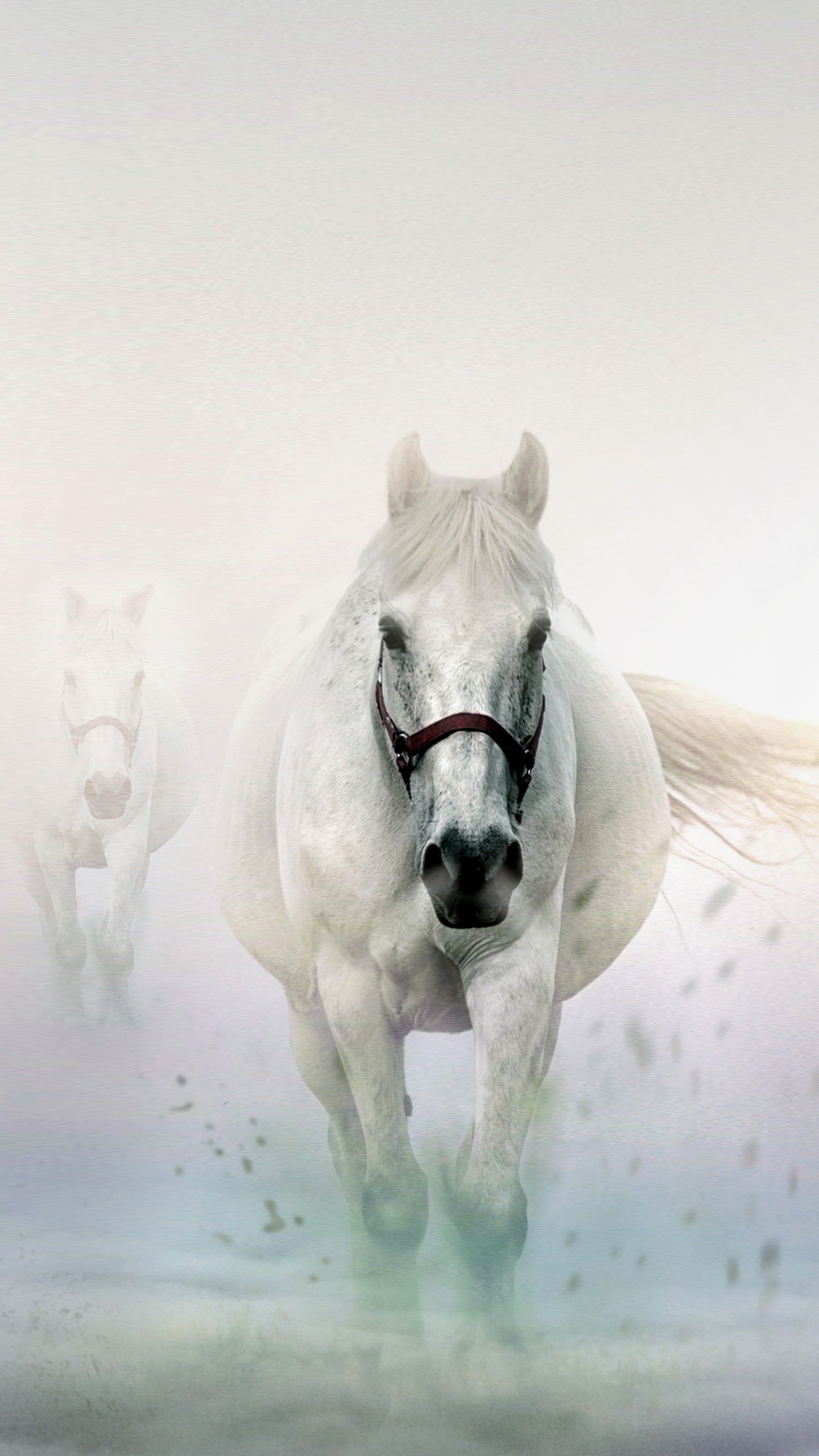 Horse Sky Cloud Live Wallpaper - free download