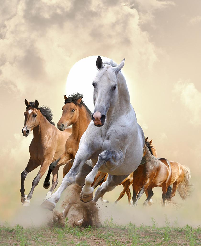 Desktop Wallpaper Horses Running animal