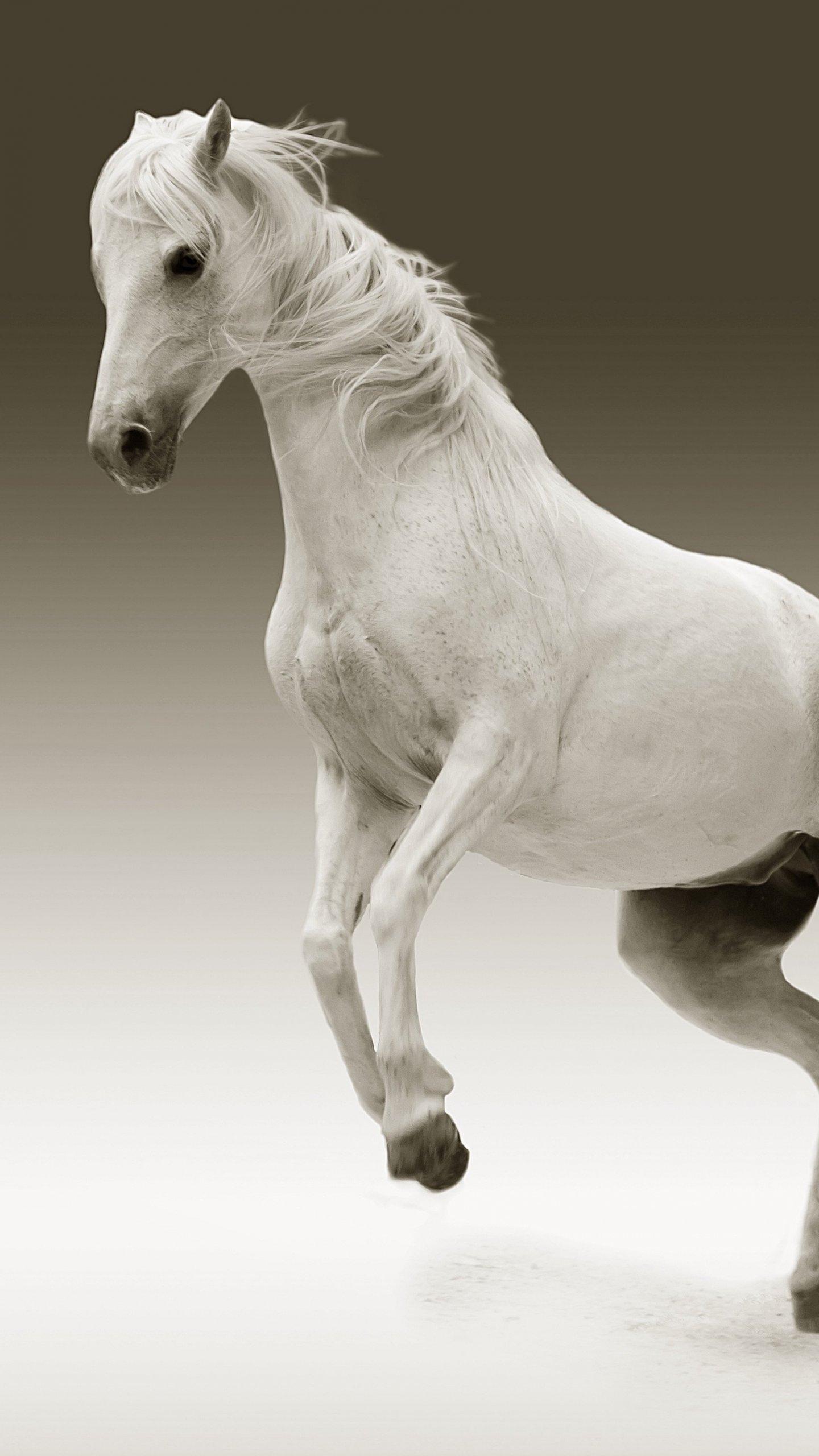 White Horse Horse Wallpaper For Mobile, Download