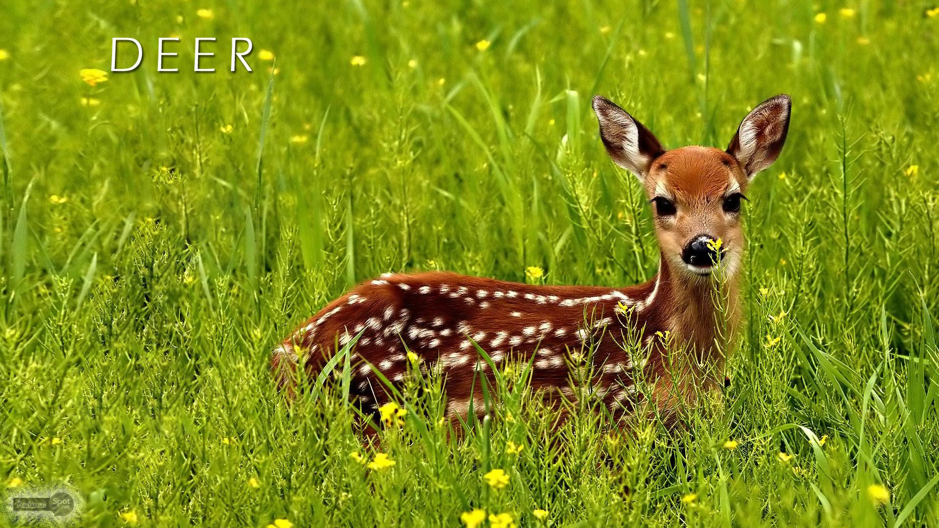Baby Deer Desktop Background