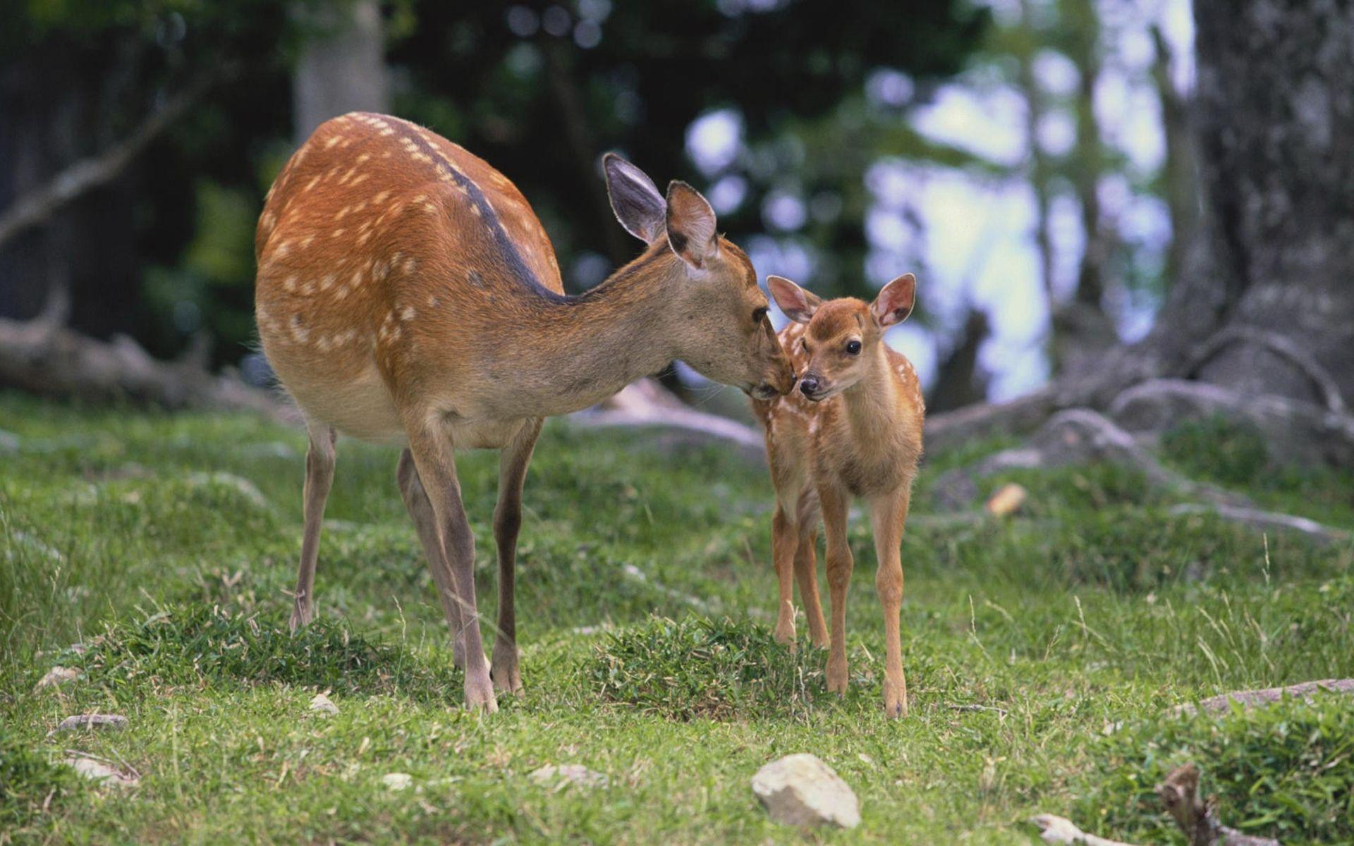 Baby Deer Valentine Wallpapers - Wallpaper Cave