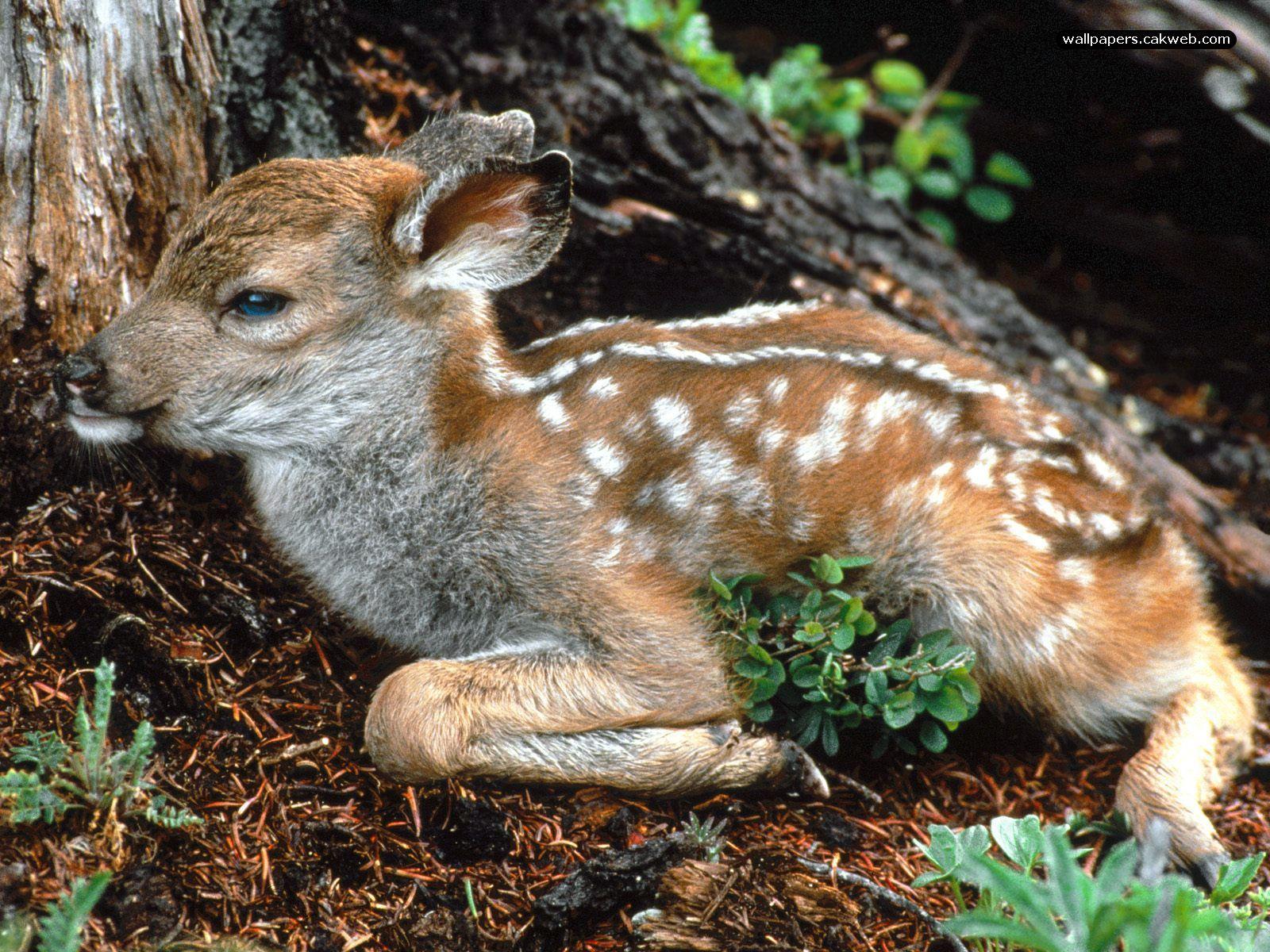 Baby Deer Valentine Wallpapers - Wallpaper Cave