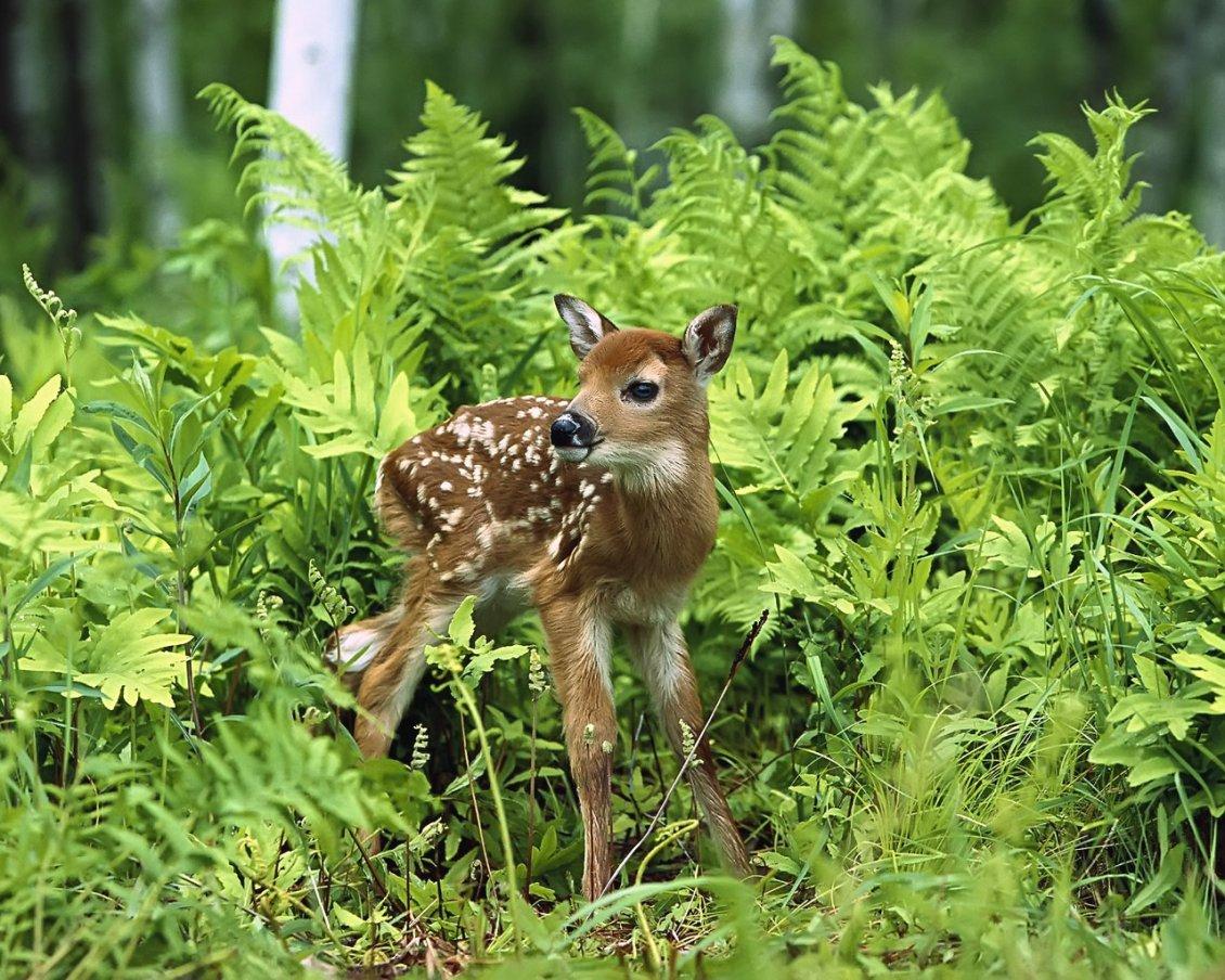 Baby Deer Valentine Wallpapers - Wallpaper Cave