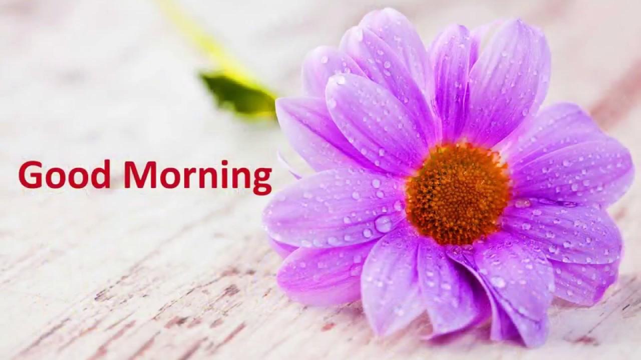 good morning flowers image free download, Picture