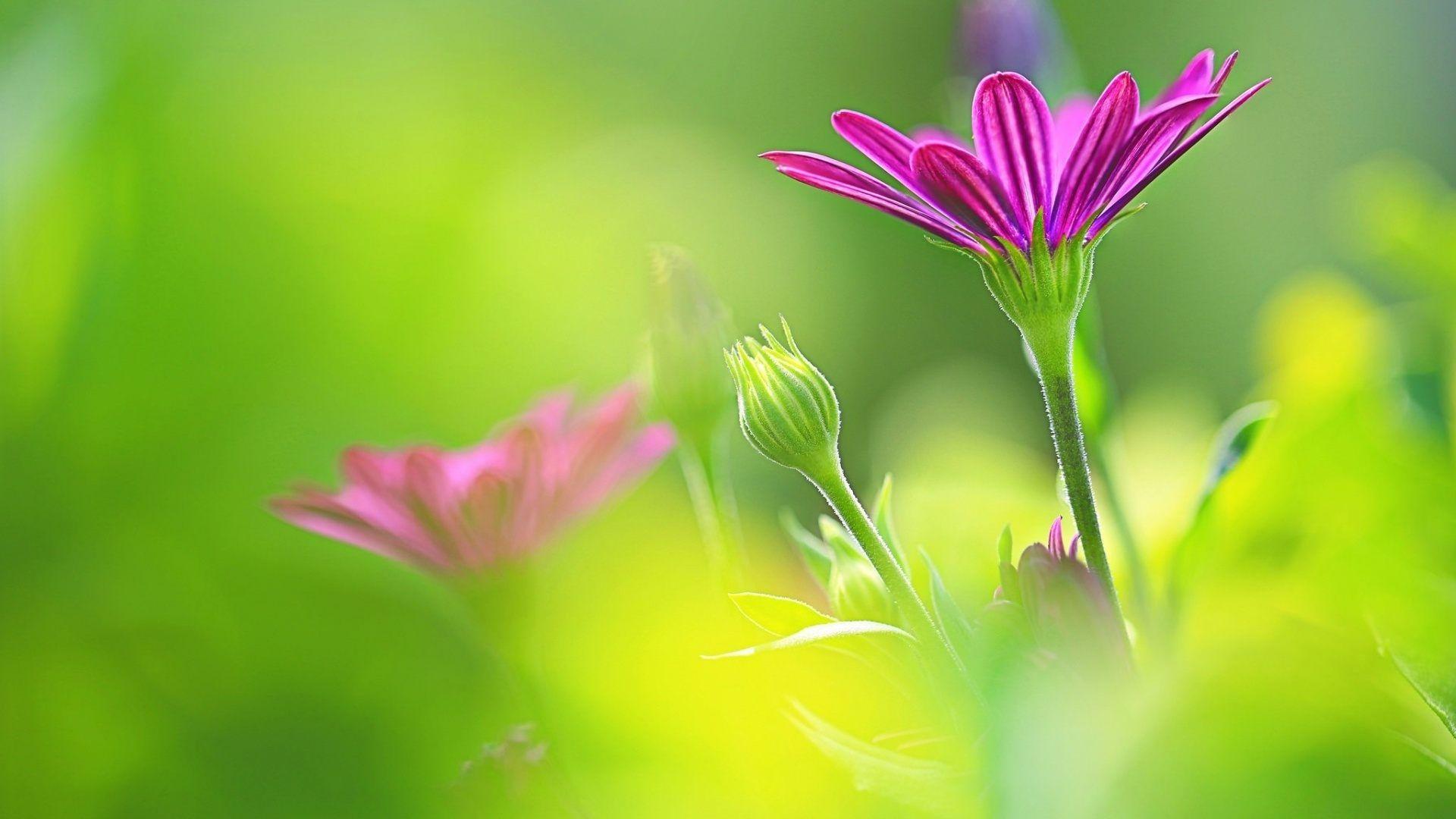 Morning Flower Wallpapers - Wallpaper Cave