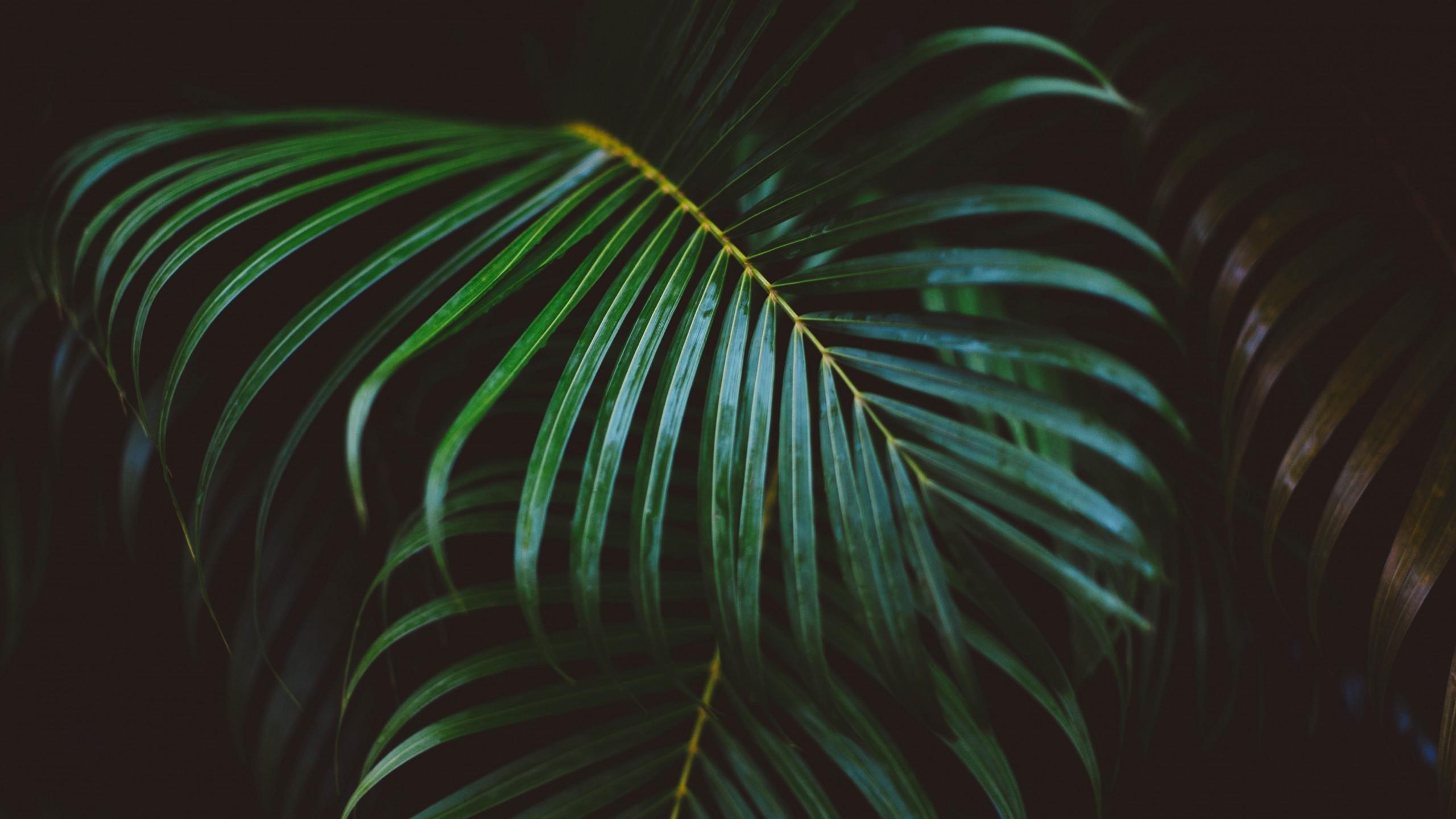 Download 2560x1440 Palm Leaves, Close Up, Branches