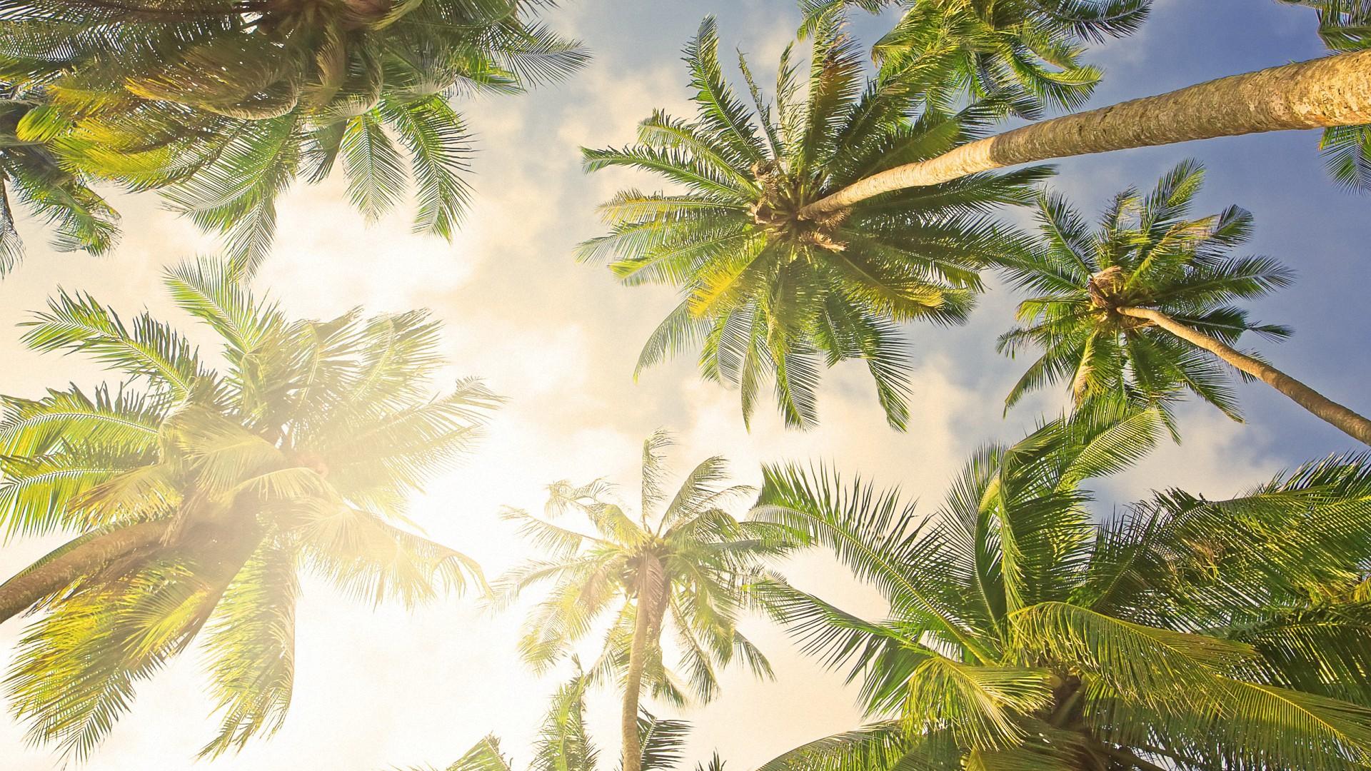 Summer Palm Trees Wallpaper