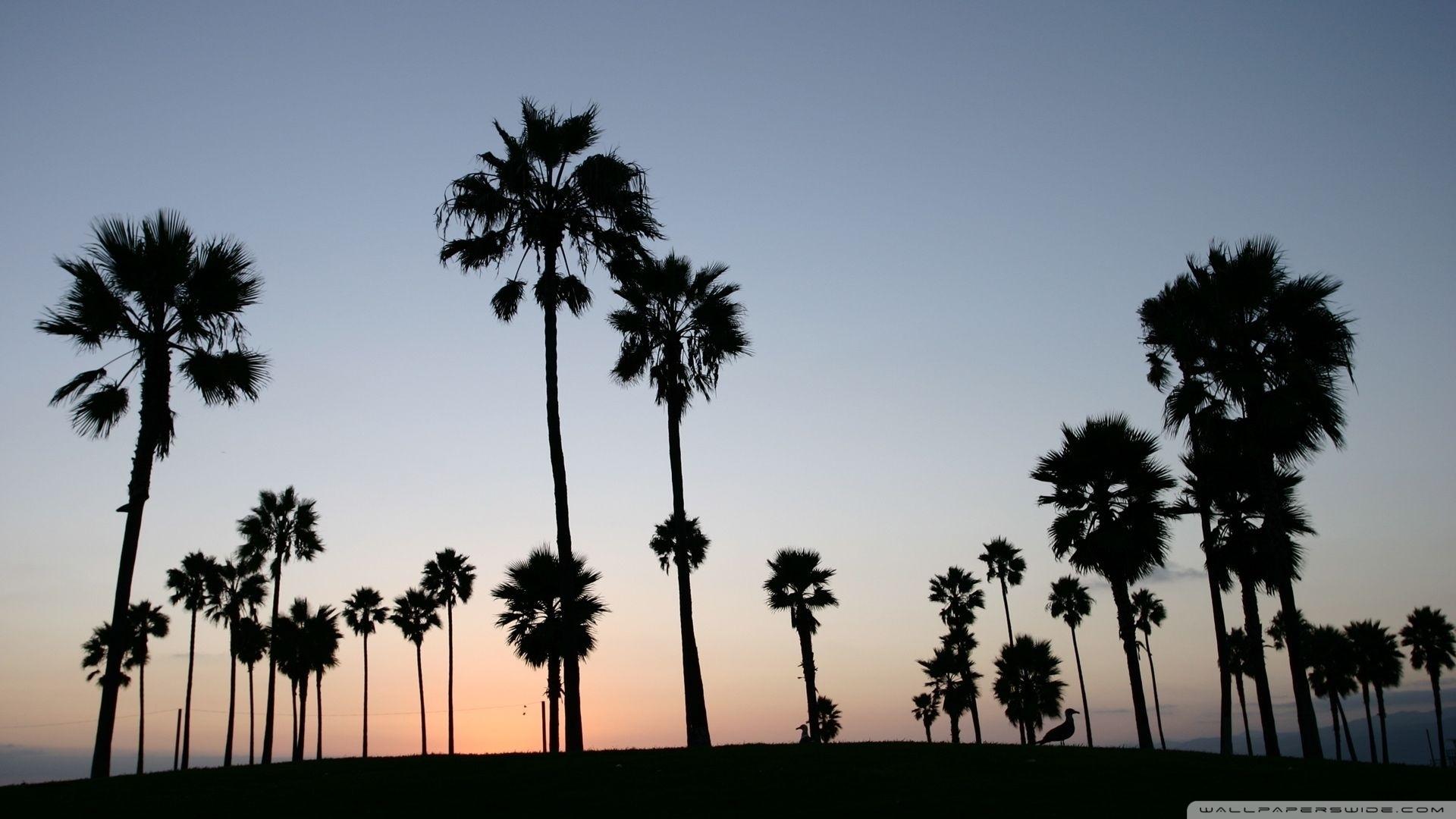 Palm Trees Silhouette ❤ 4k HD Desktop Wallpaper For Trees