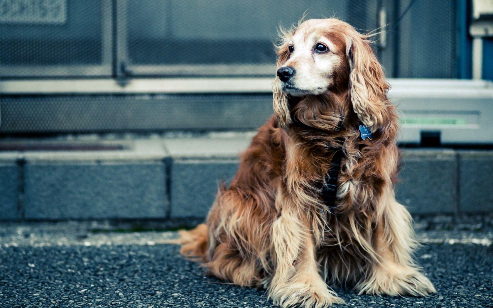 dog cocker spaniel HD wallpaper. Cocker dog, Dog wallpaper