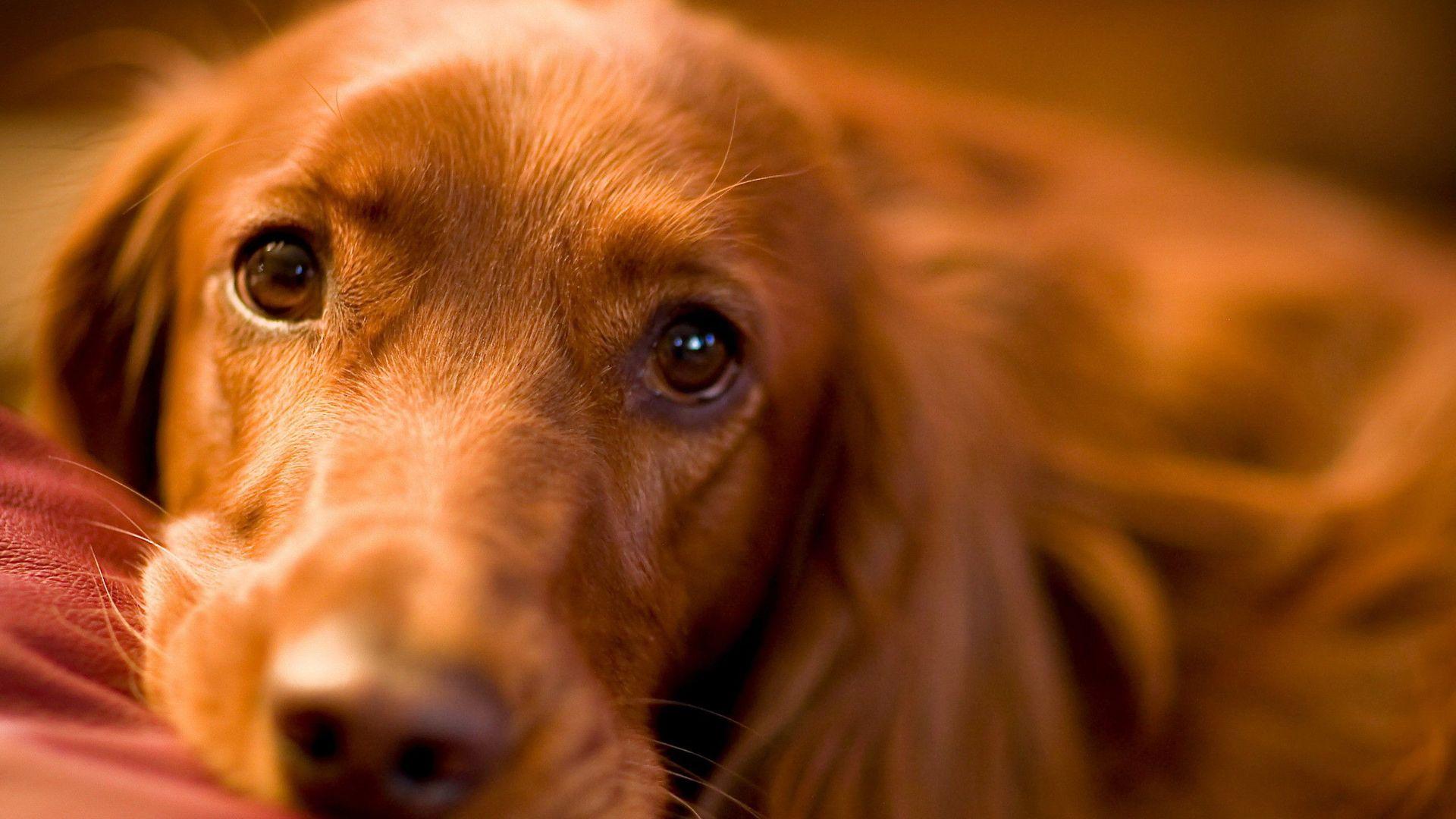 Adorable Cocker Spaniel Wallpaper 39306 1920x1080px