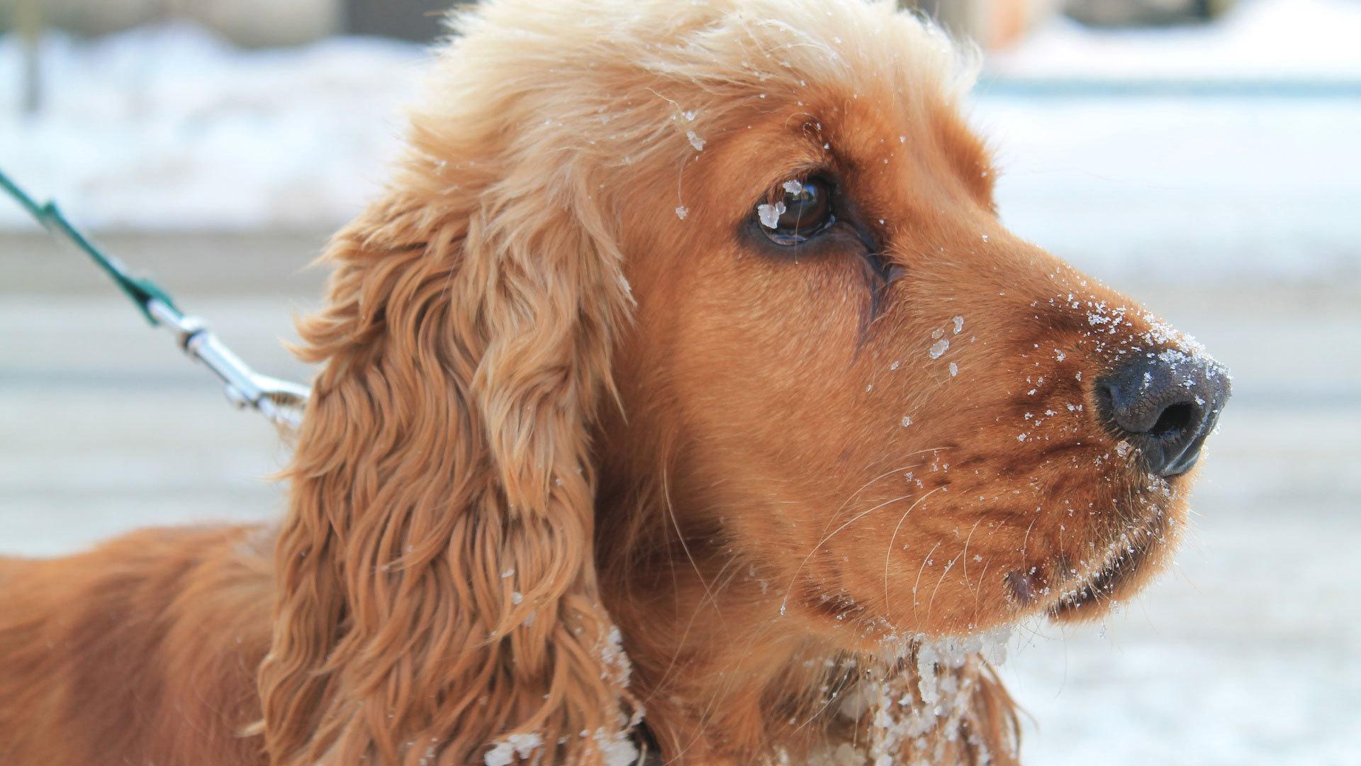 Cocker Spaniel Wallpaper High Resolution and Quality Download