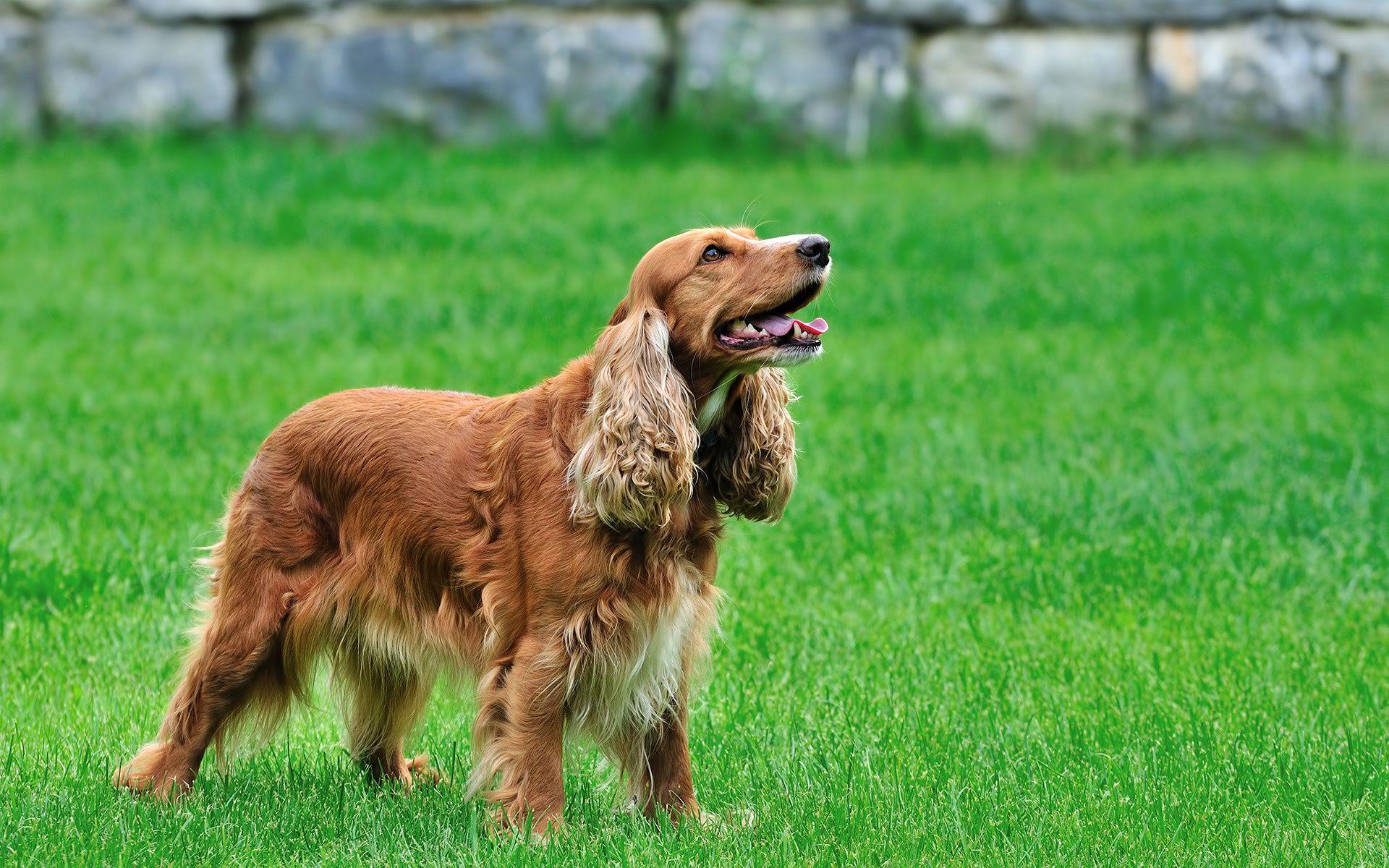 english cocker spaniel. Bonny English Cocker Spaniel