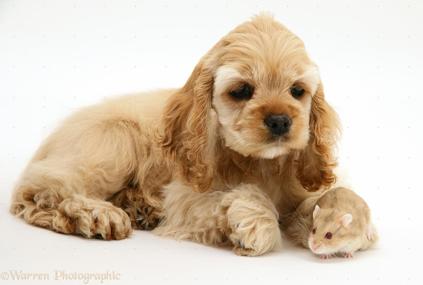 Breed spotlight on: American Cocker Spaniel