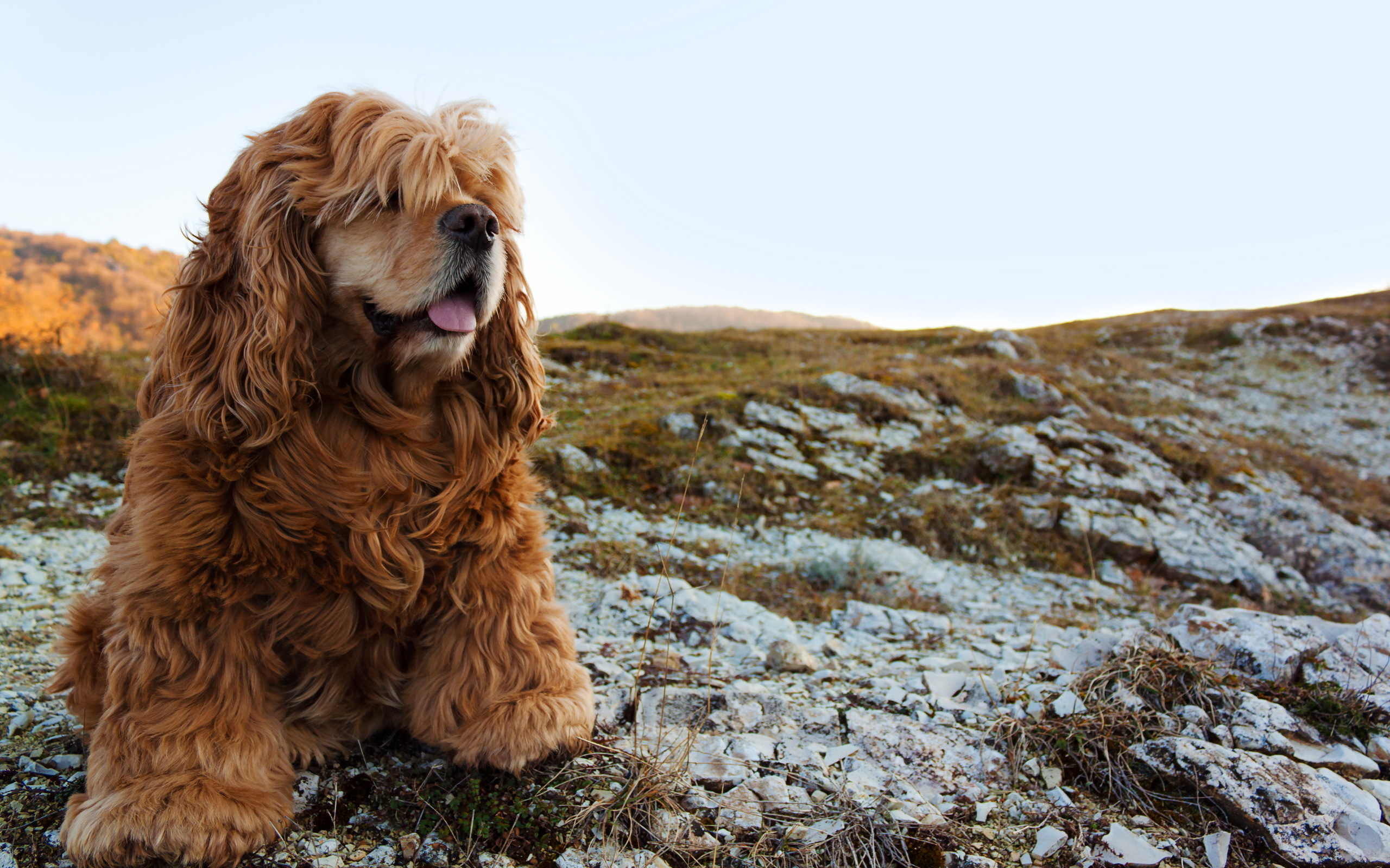 Cocker Spaniel HD Wallpaper