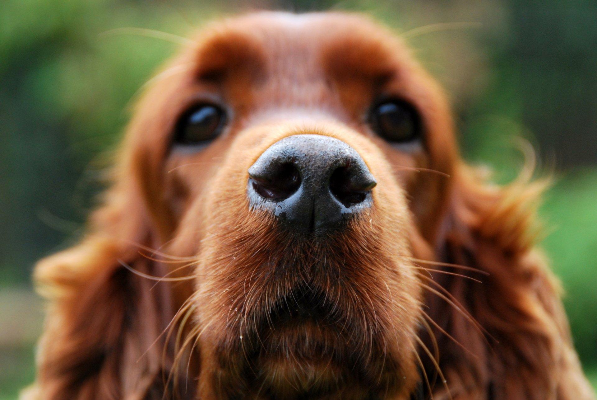 Cocker Spaniel HD Wallpaper