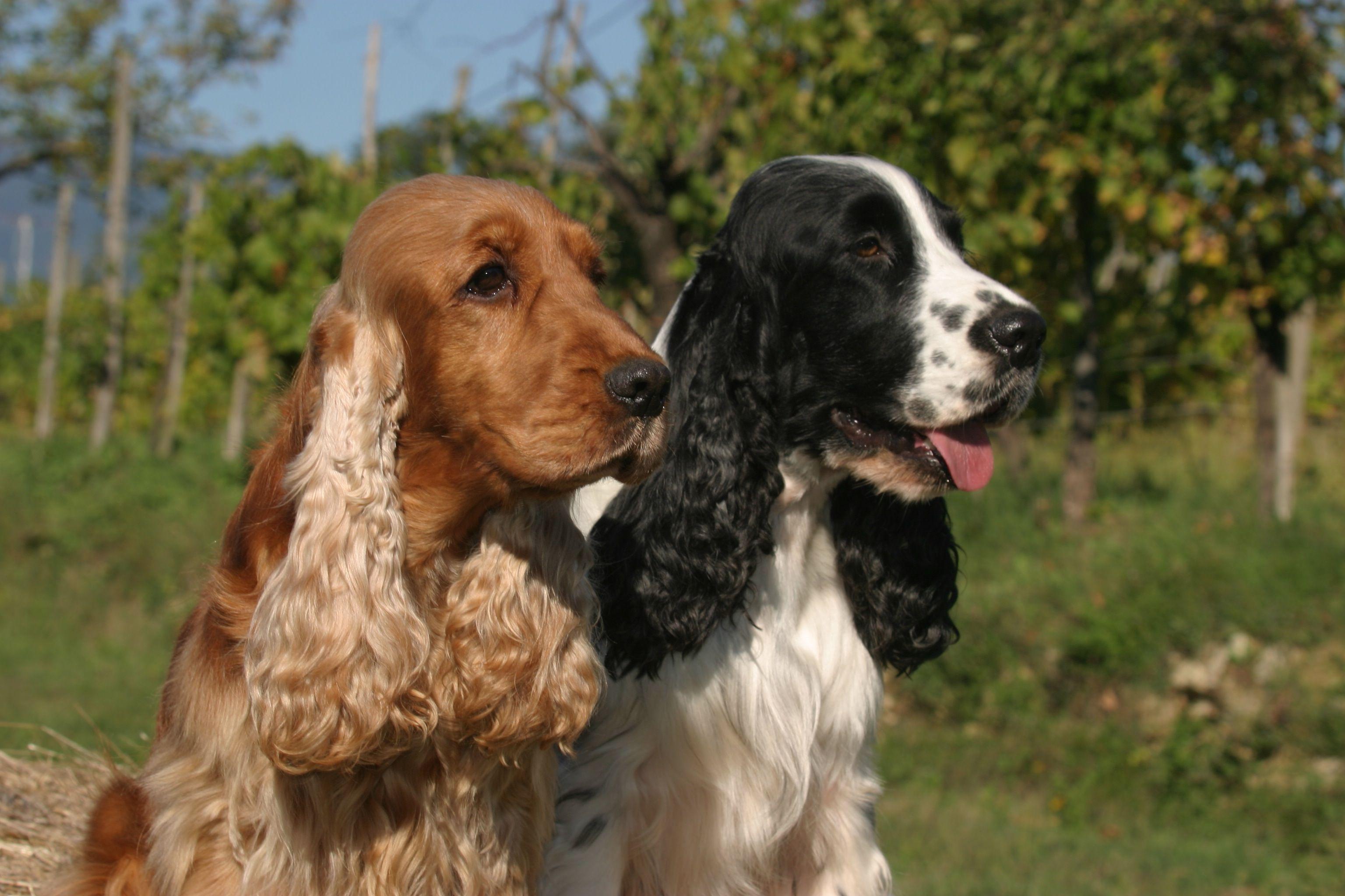 English Cocker Spaniel. English Cocker Spaniel. English