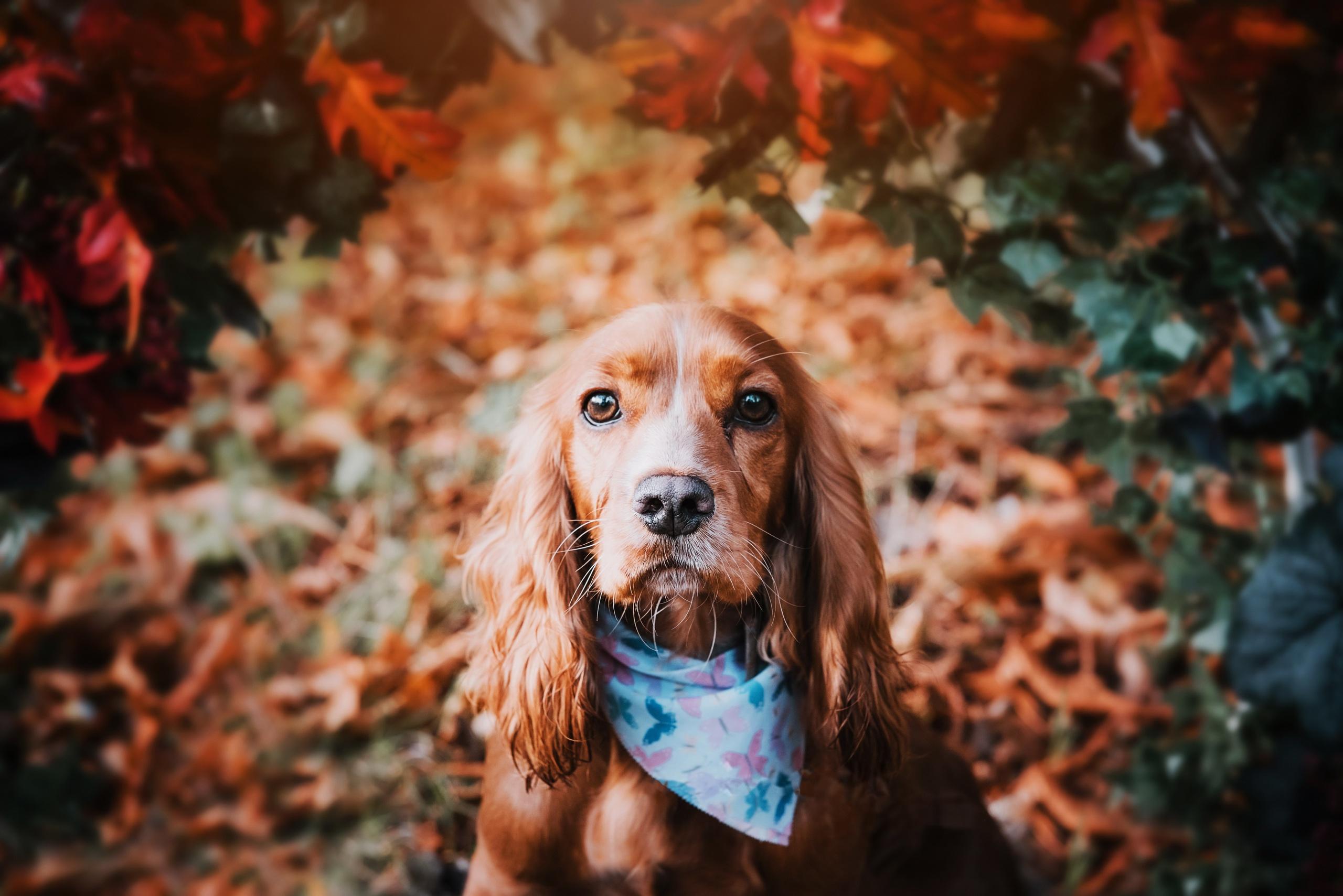 Cocker Spaniel HD Wallpaper. Background Imagex1709