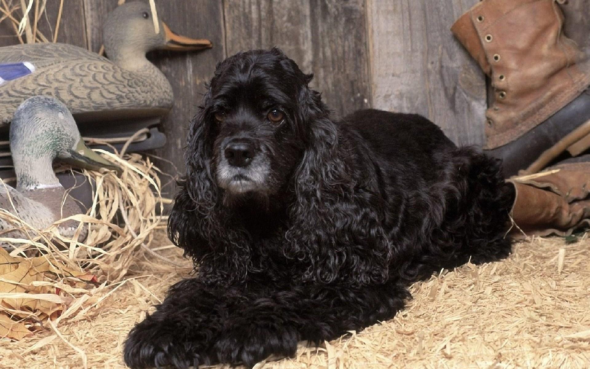 Free Black Cocker Spaniel Wallpaper