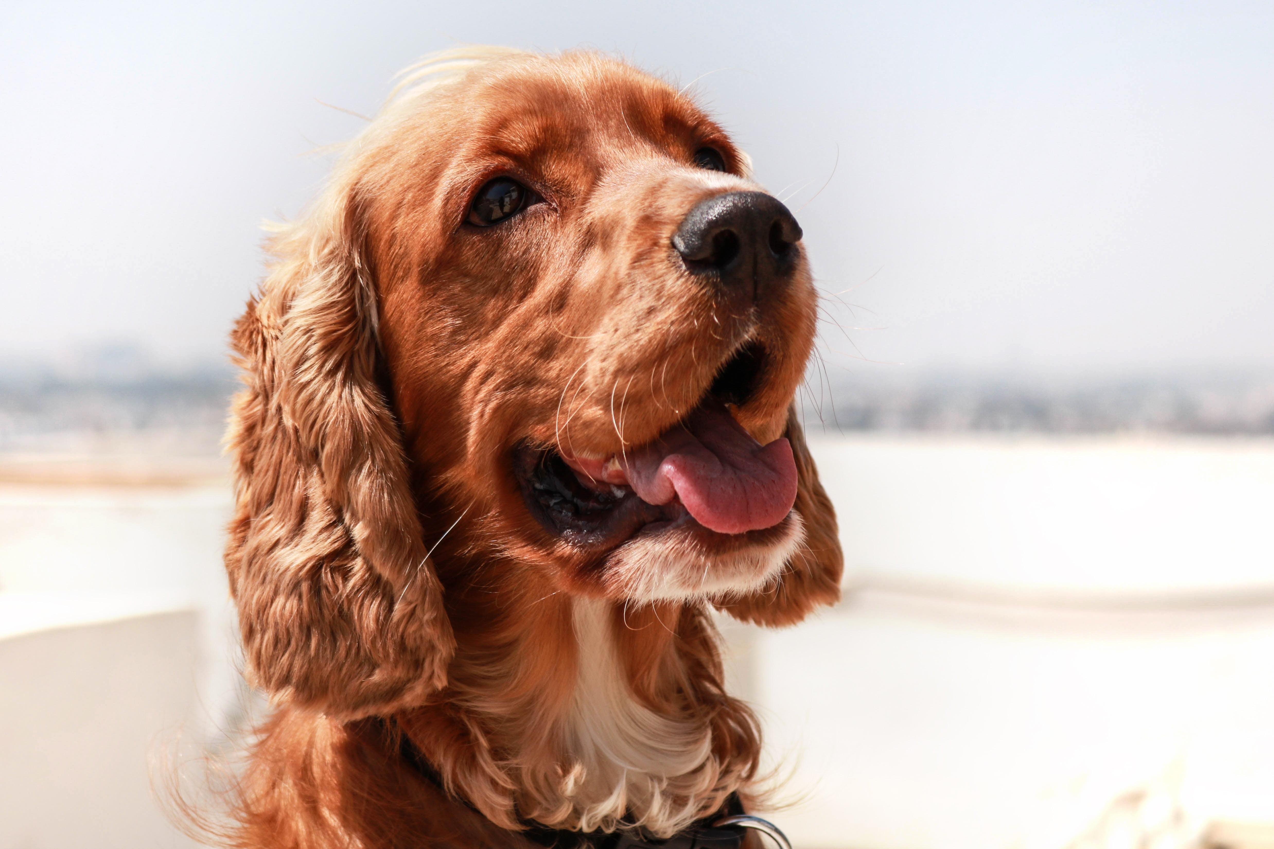 Baby Cocker Spaniels Wallpapers Wallpaper Cave