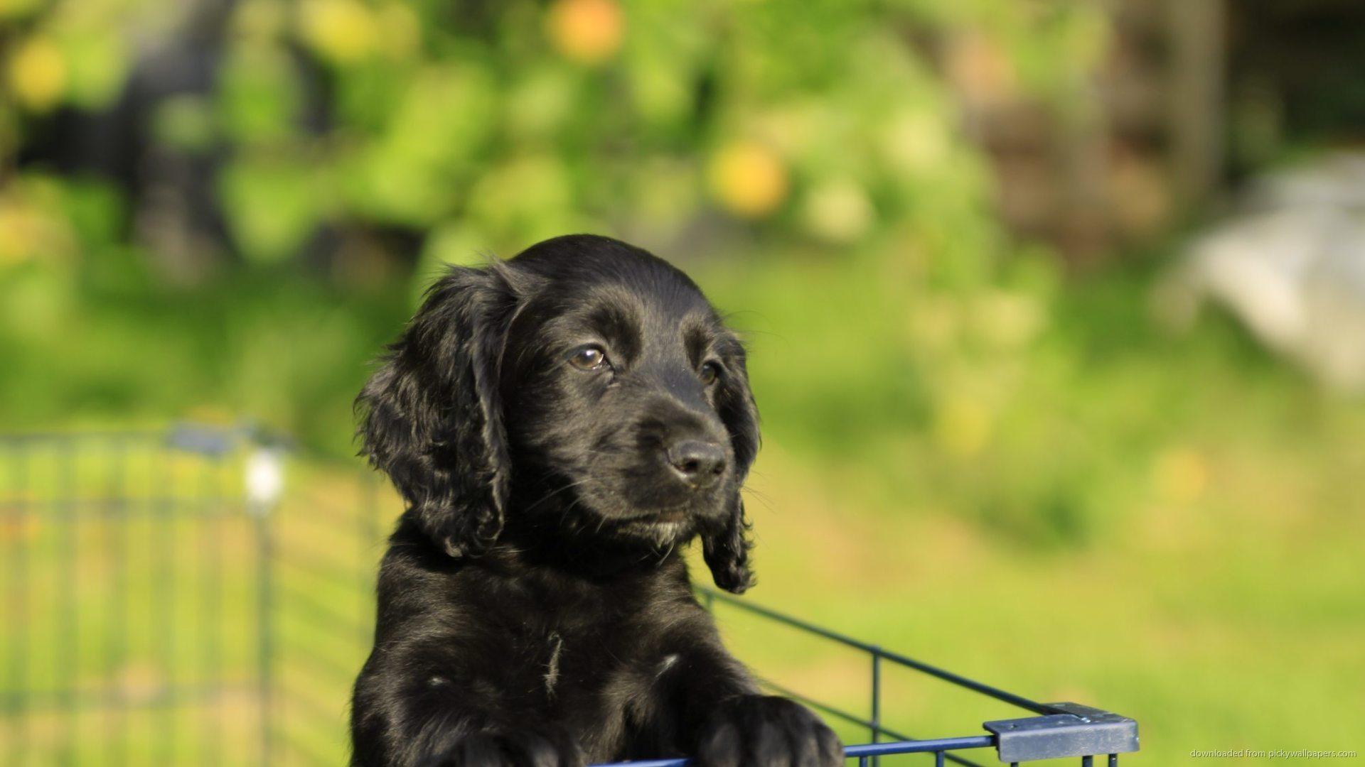 Free Black Cocker Spaniel Wallpaper