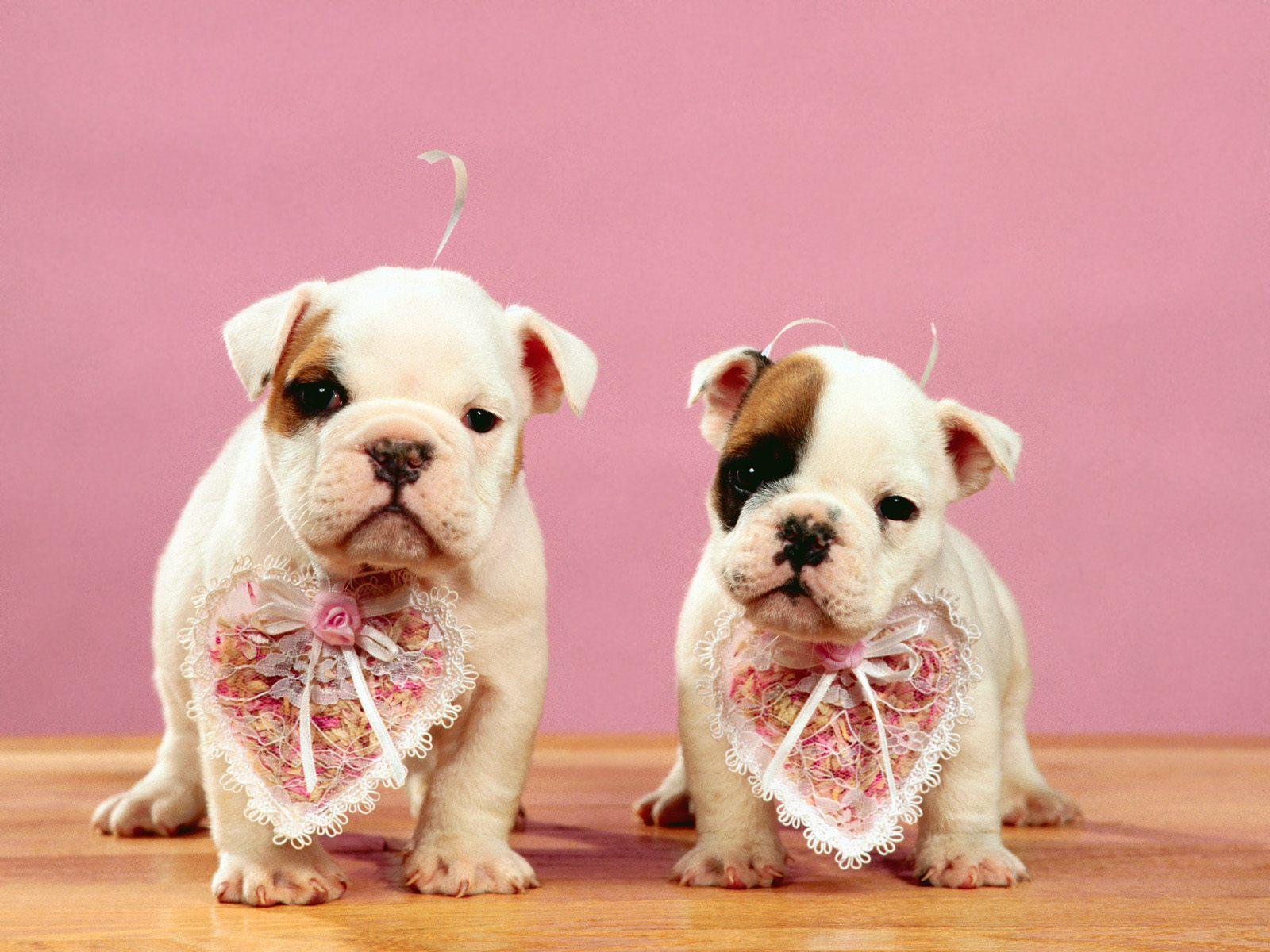 Free Puppy Valentine Wallpaper