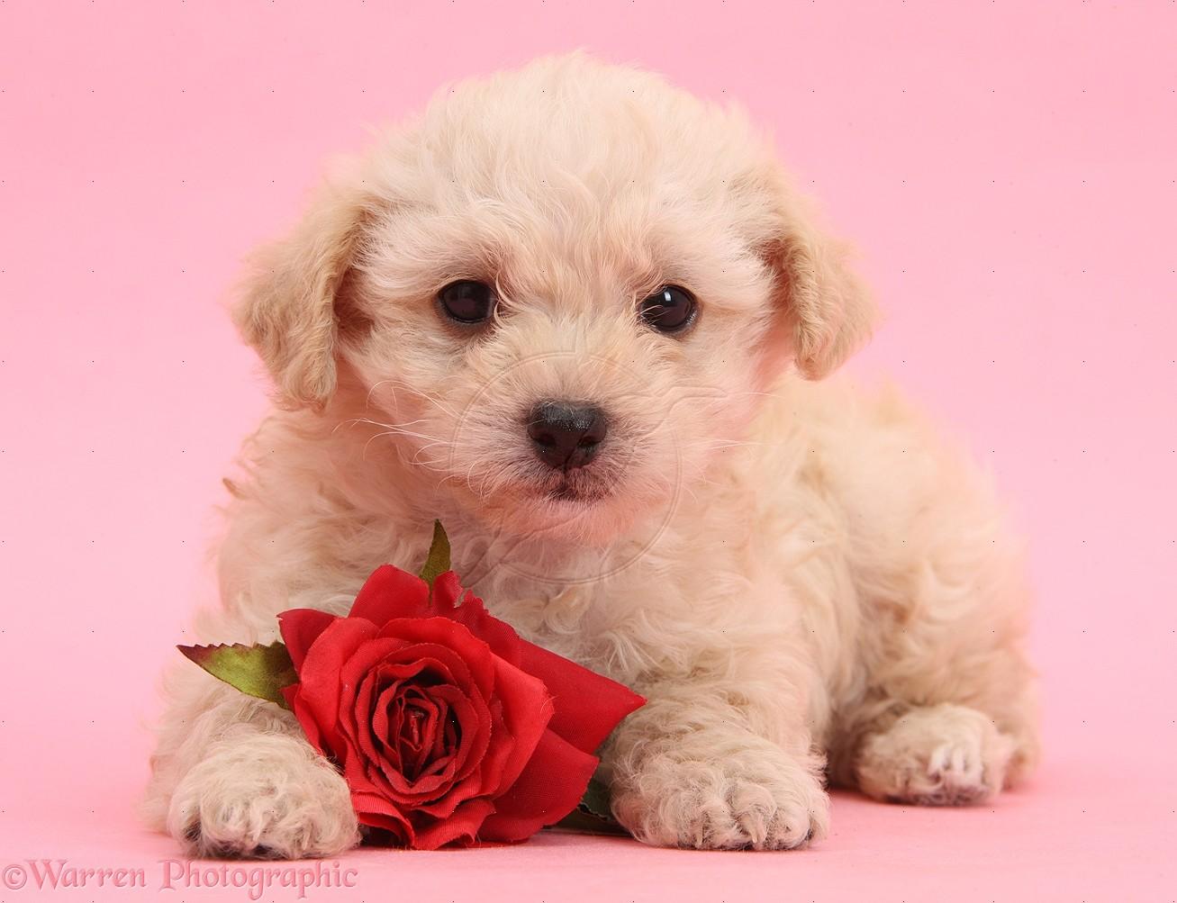 Free download Cute Valentine Puppy With Rose On Pink