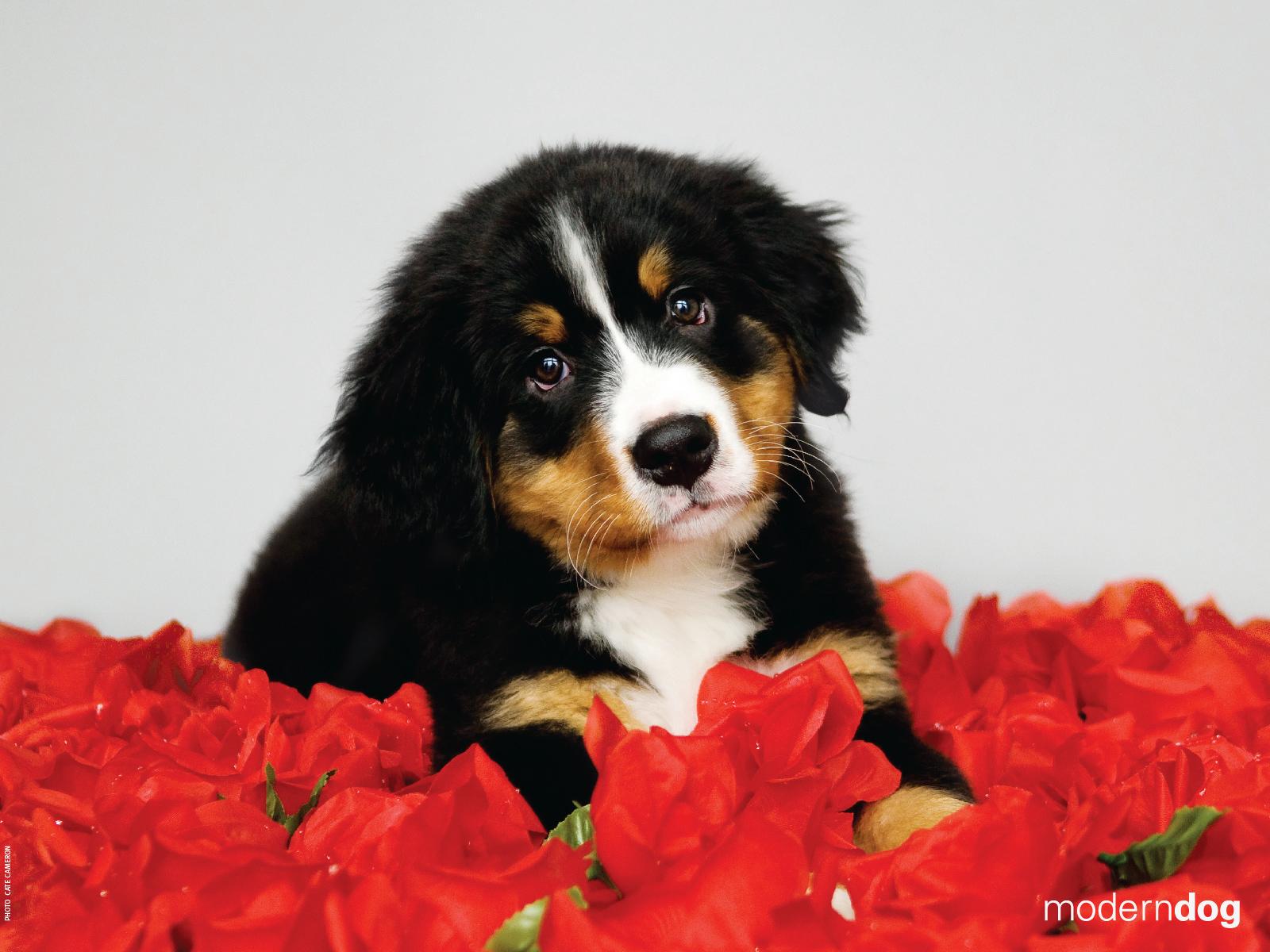 Puppy Valentine Wallpapers - Wallpaper Cave
