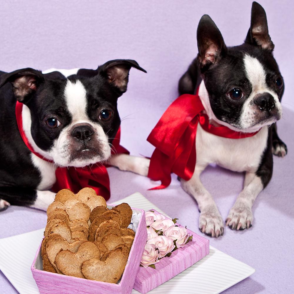 St. Valentine's Day dogs wallpaper. Download cute dog