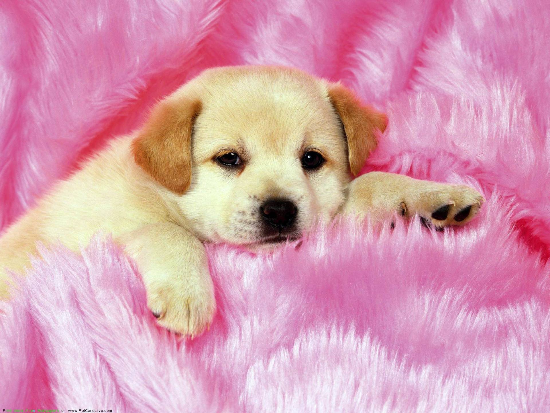 Puppy Background. Cute Puppy