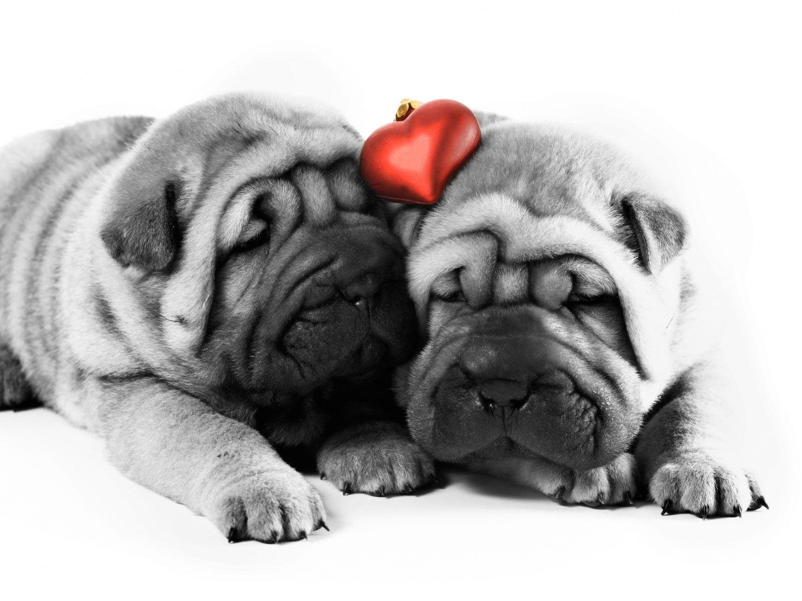 Dogs Valentine HD and Wide Wallpaper. Dog valentines, Shar pei dog puppies, Valentines day dog
