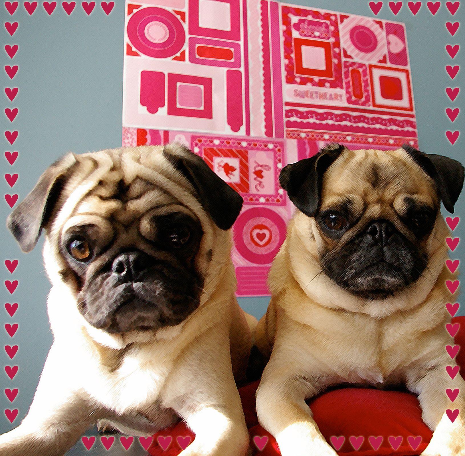 Two cute Valentine pugs! #dog #valentines. Dog photo, Dogs