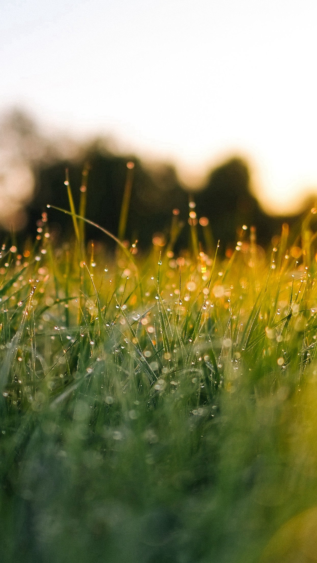 Lawn Green Nature Sunset Light Bokeh Spring iPhone 8 Wallpaper Free Download