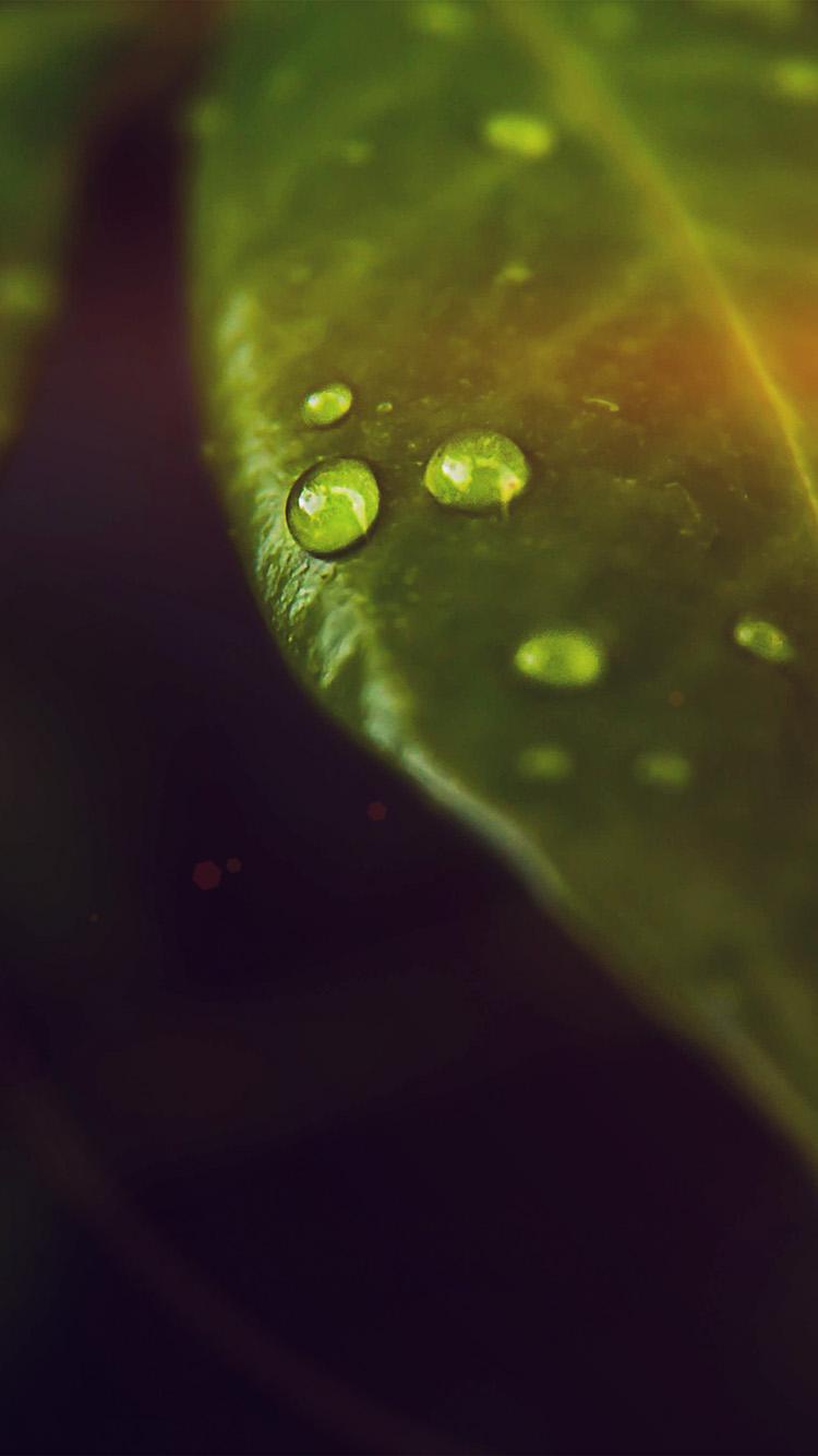 iPhone 6 wallpaper. leaf rain drop