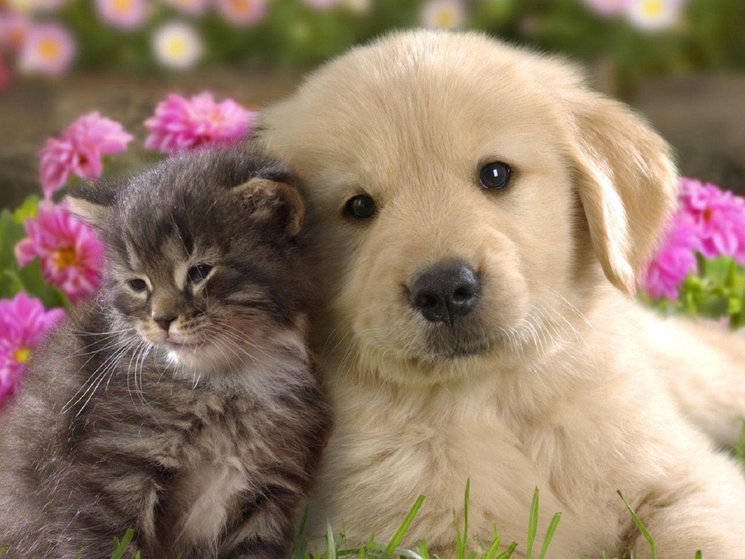 Valentine's Day Puppy Love Golden Retriever Dog Kitten Cat