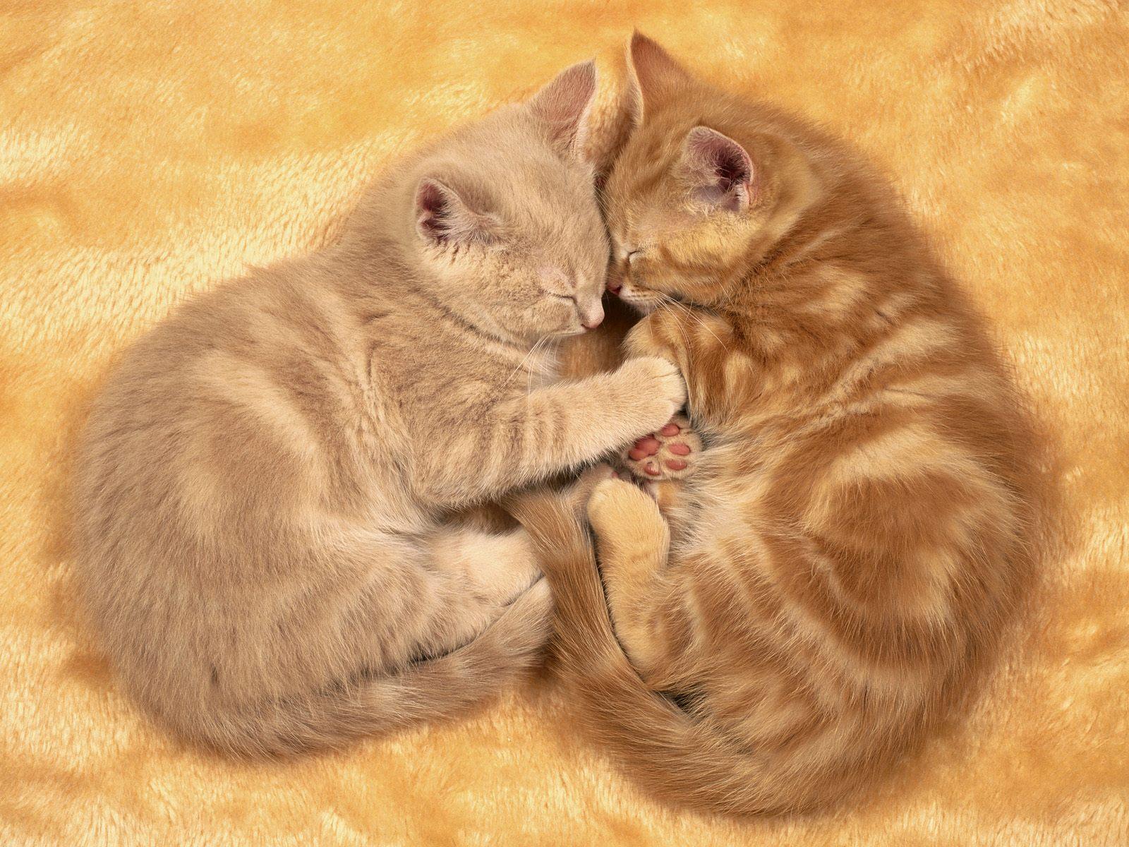 Lovely And Sweet Animal Picture For Valentine's Day