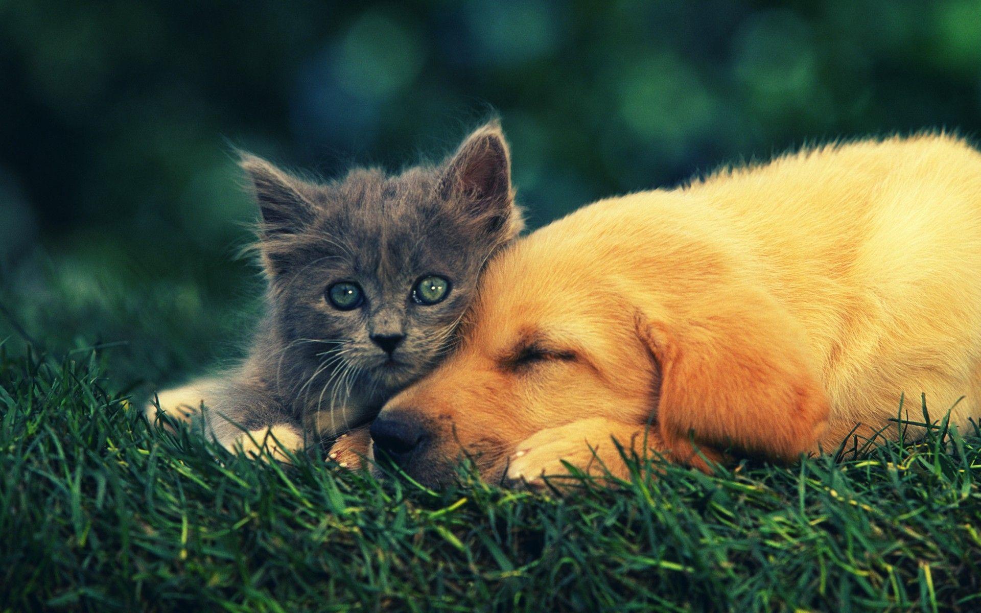 Cute Cat and Dog Best Friends. Family photo ideas. Kittens