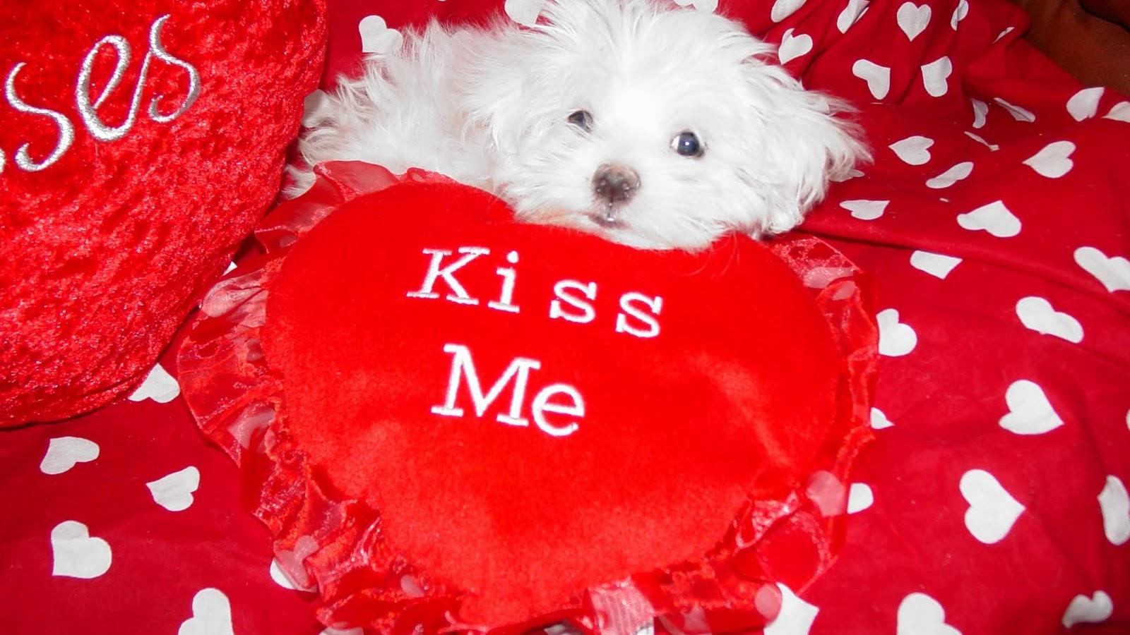 Free download Valentines Kittens Puppies and Cupcakes Cute