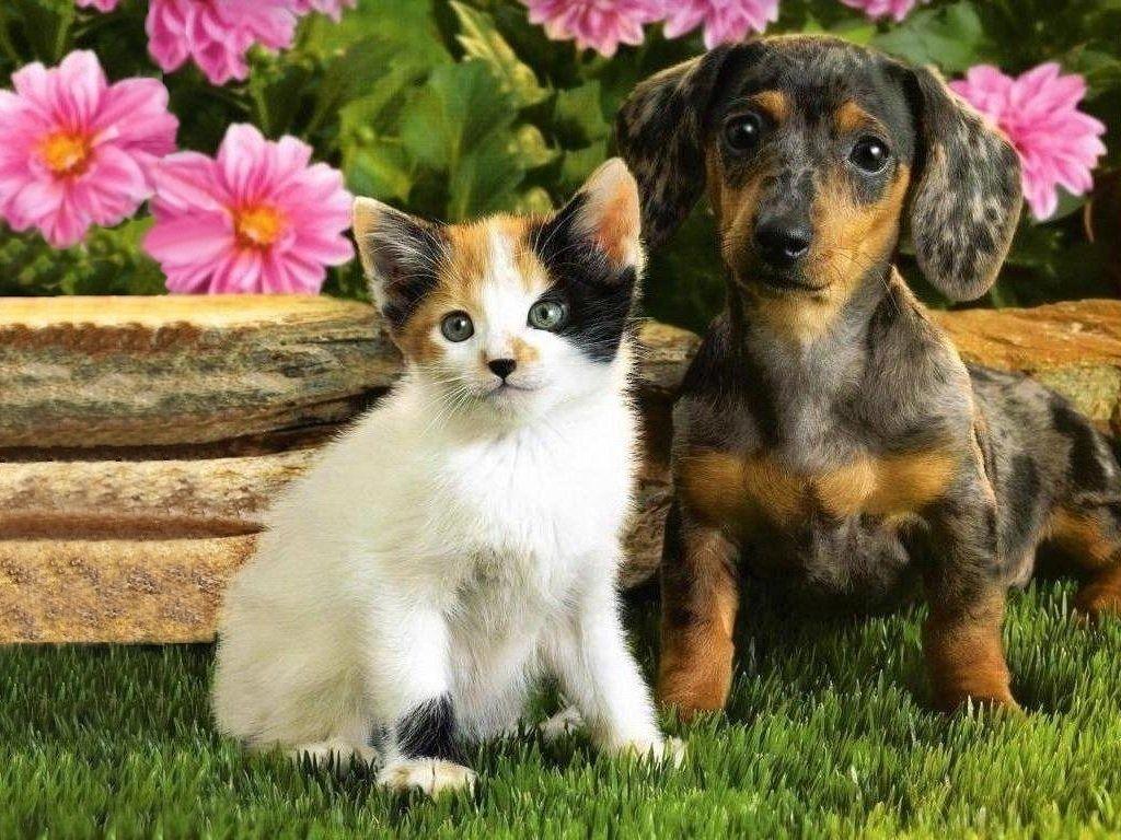 Hd Puppies And Kitten Wallpaper Friends In Love, Dog, HD