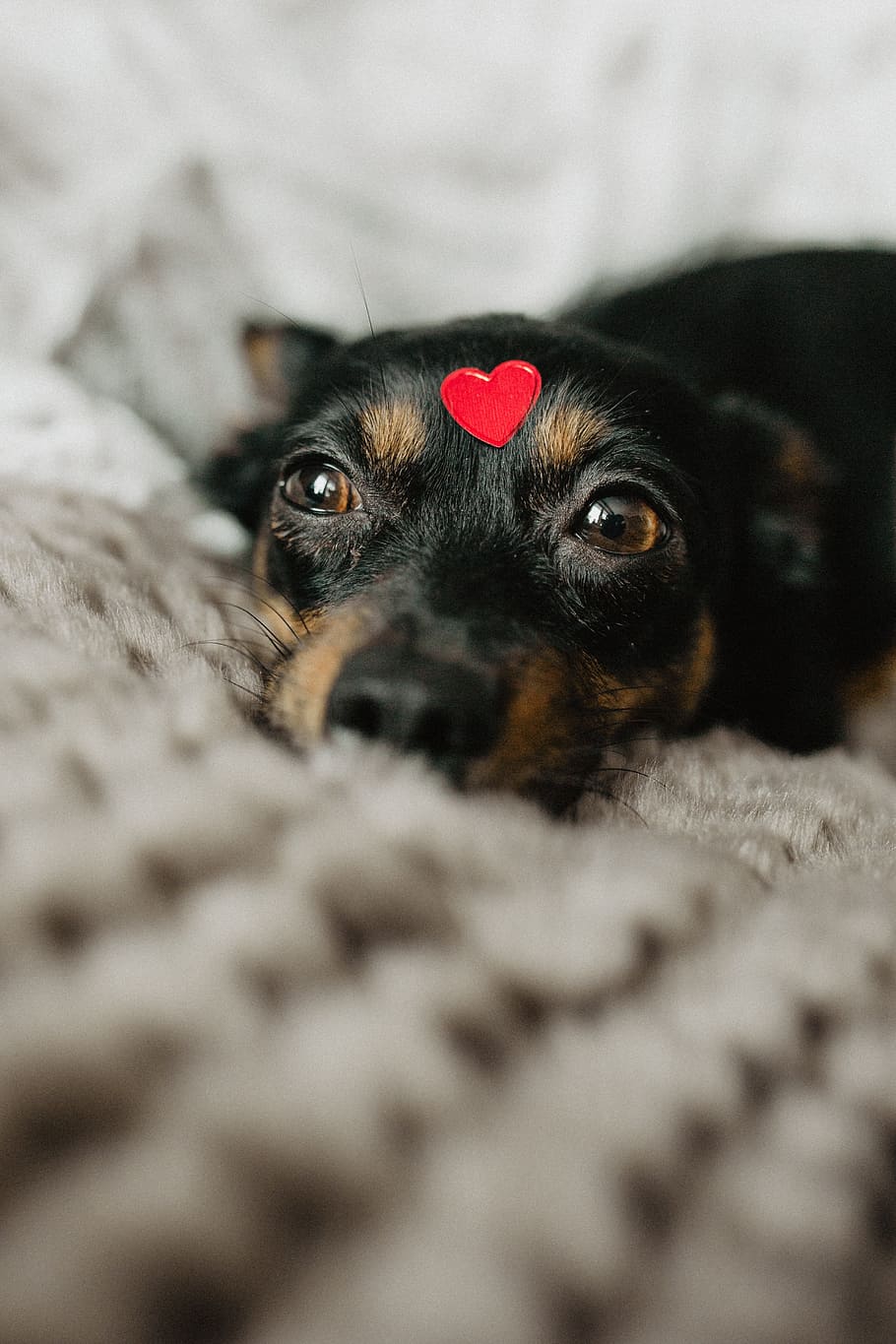 HD wallpaper: A dog with heart on head, pet, animal, cute