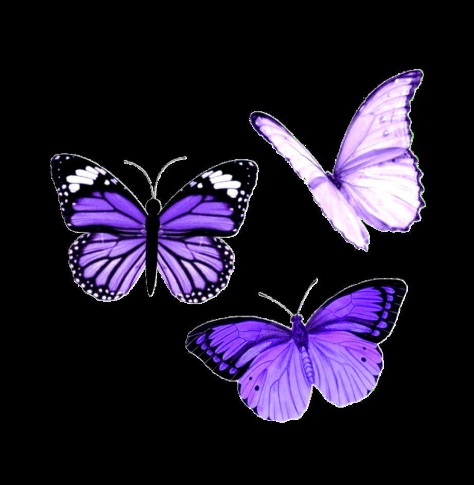 dark purple butterfly wallpaper