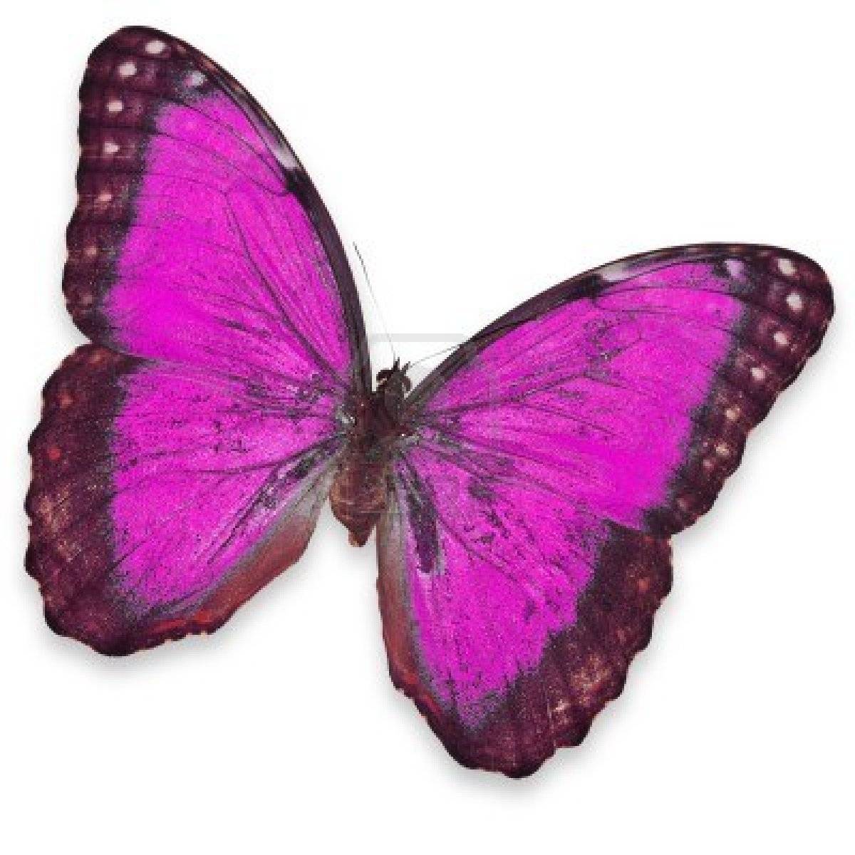 Free download purple butterfly pink and purple Picture