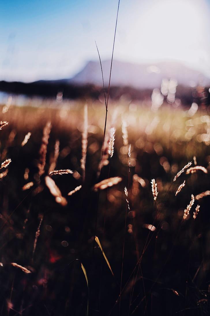 HD wallpaper: grass, nature, sunlight, depth of field