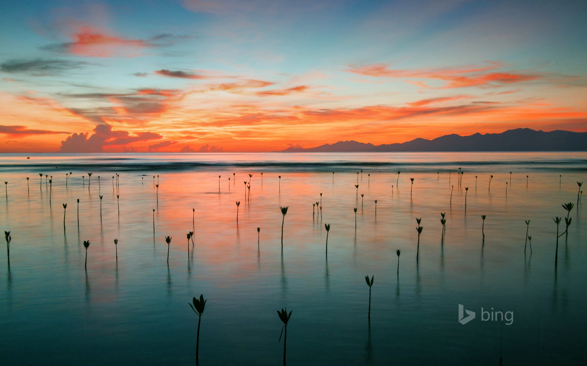 Bing's Homepage Gallery Offers The Most Beautiful Wallpaper